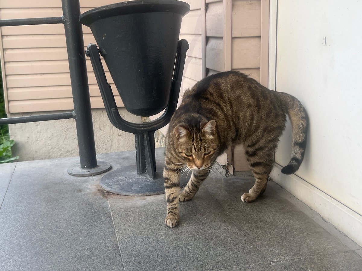Tabby cat takes a very committed nap on Yekaterinburg patio