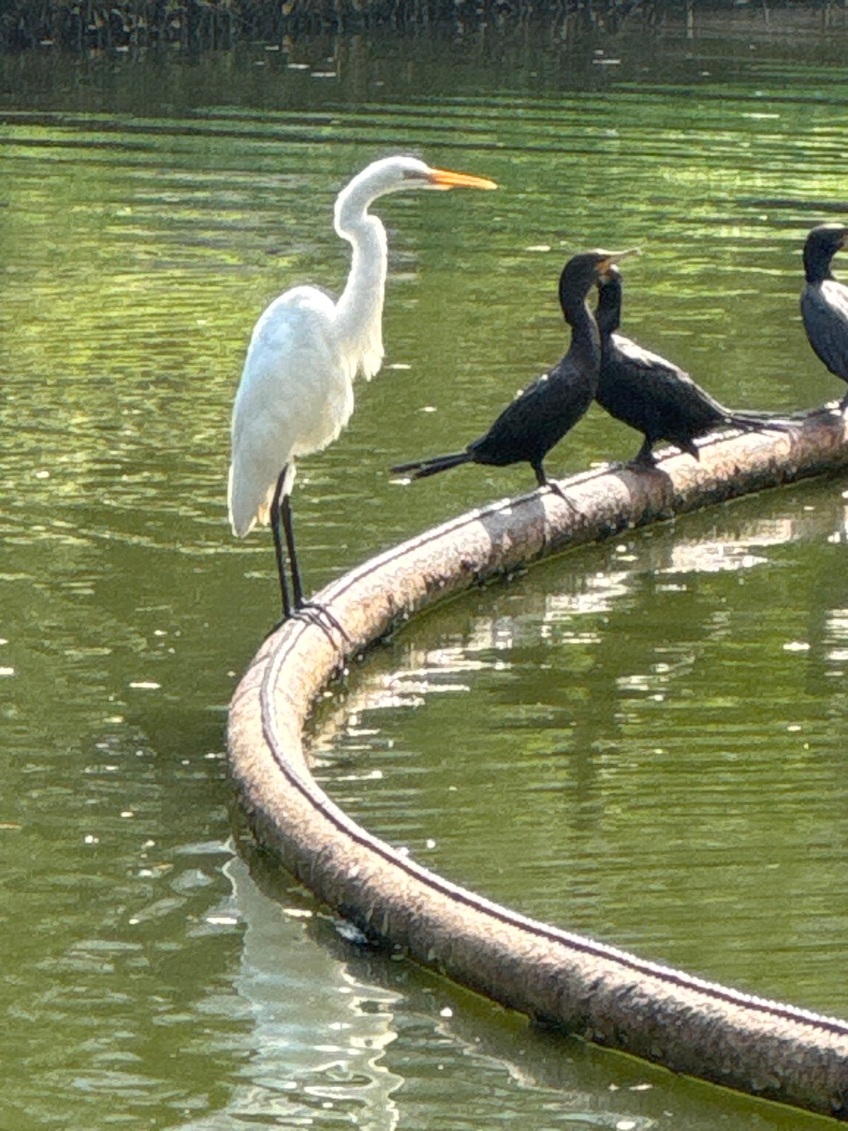 Afternoon at Niterói's Parque da Cidade, birds and pond life