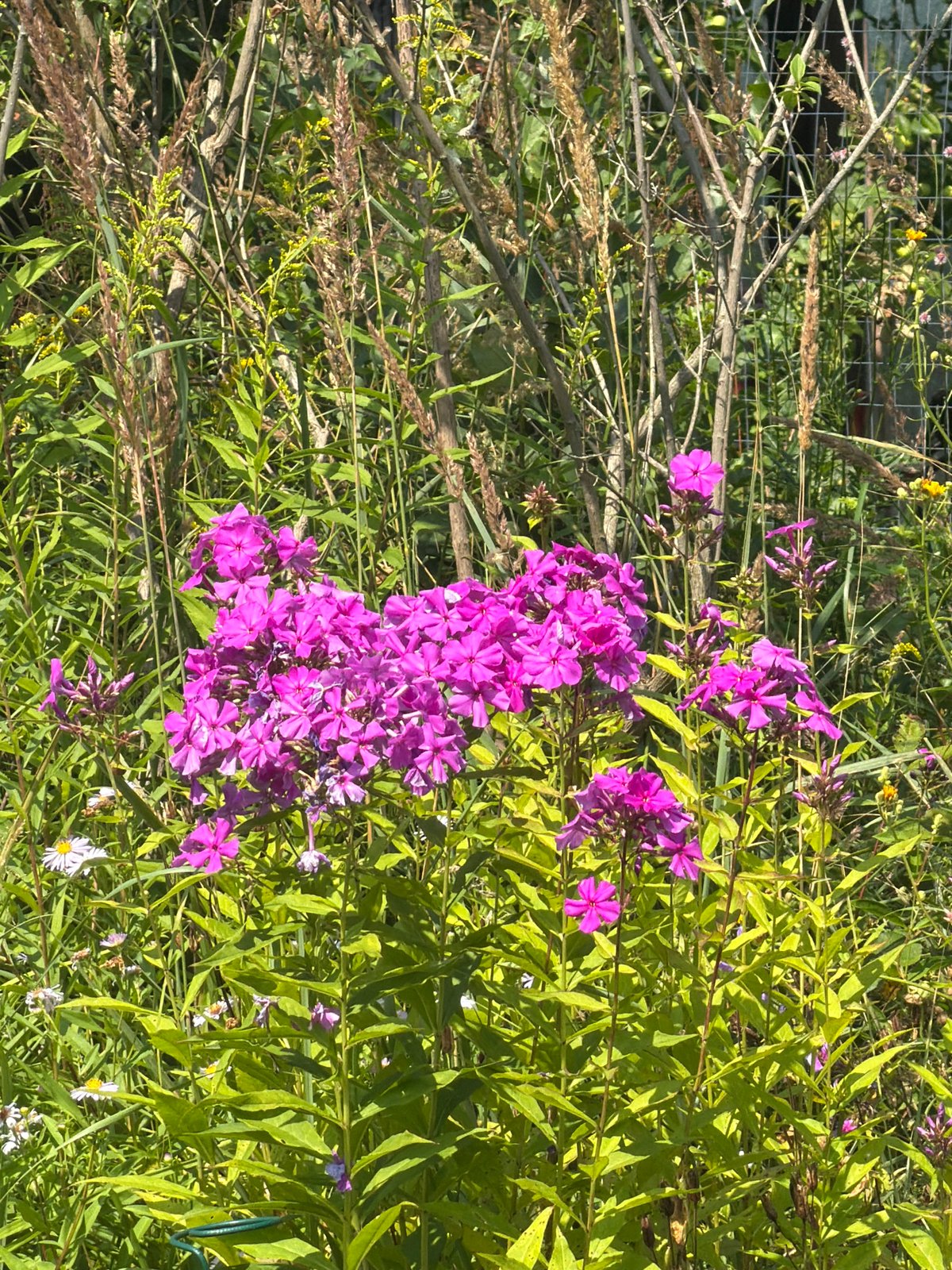 Midsummer garden in full bloom, Petukhi, Russia