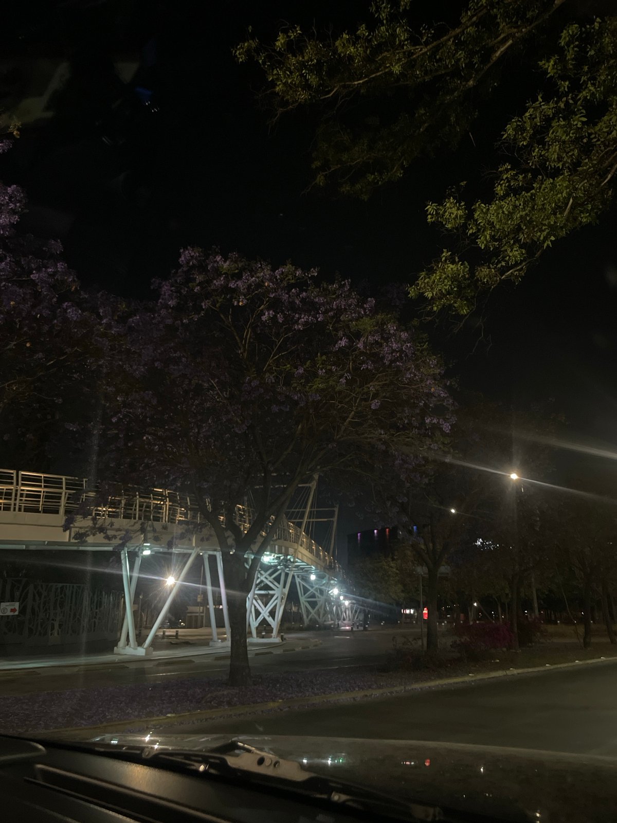 Blooming jacaranda tree photographed at night in Puebla