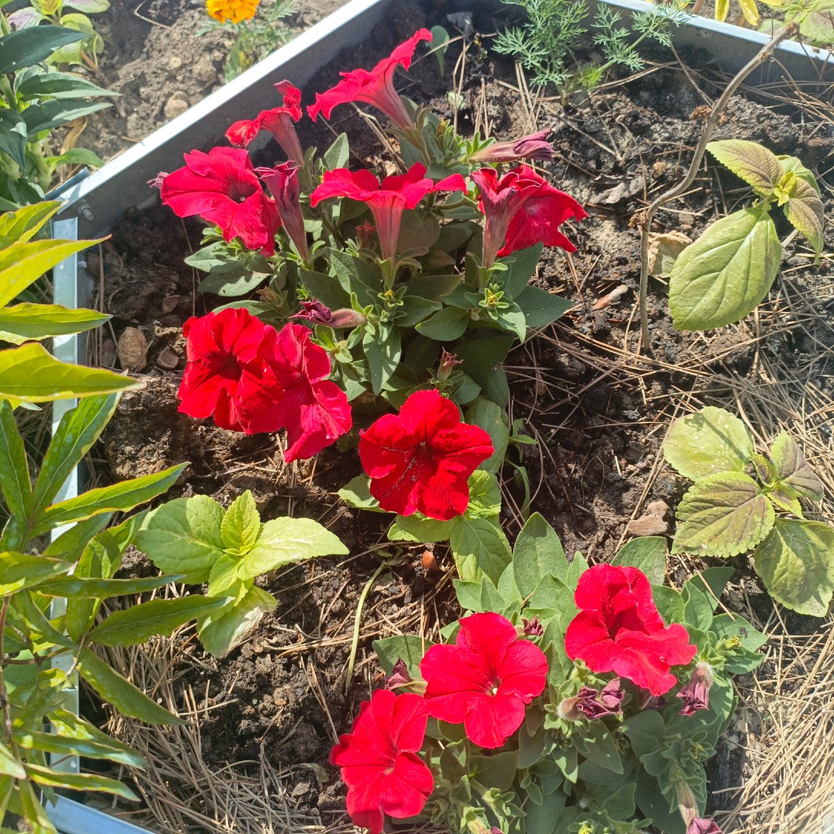 Garden flowers documented in bloom across Sevastopol