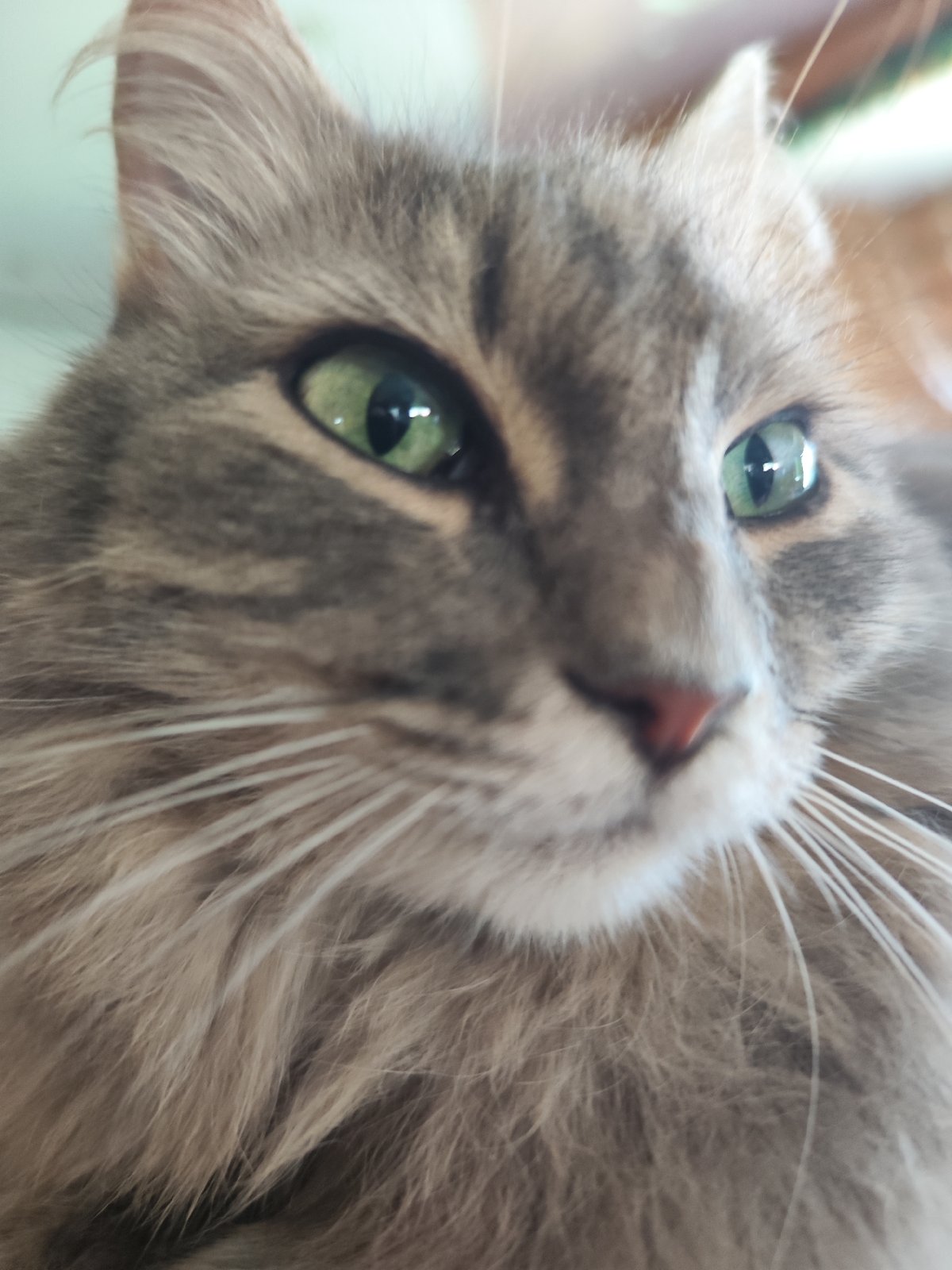 Car journey and cat photos documented in Chaikovsky, Russia