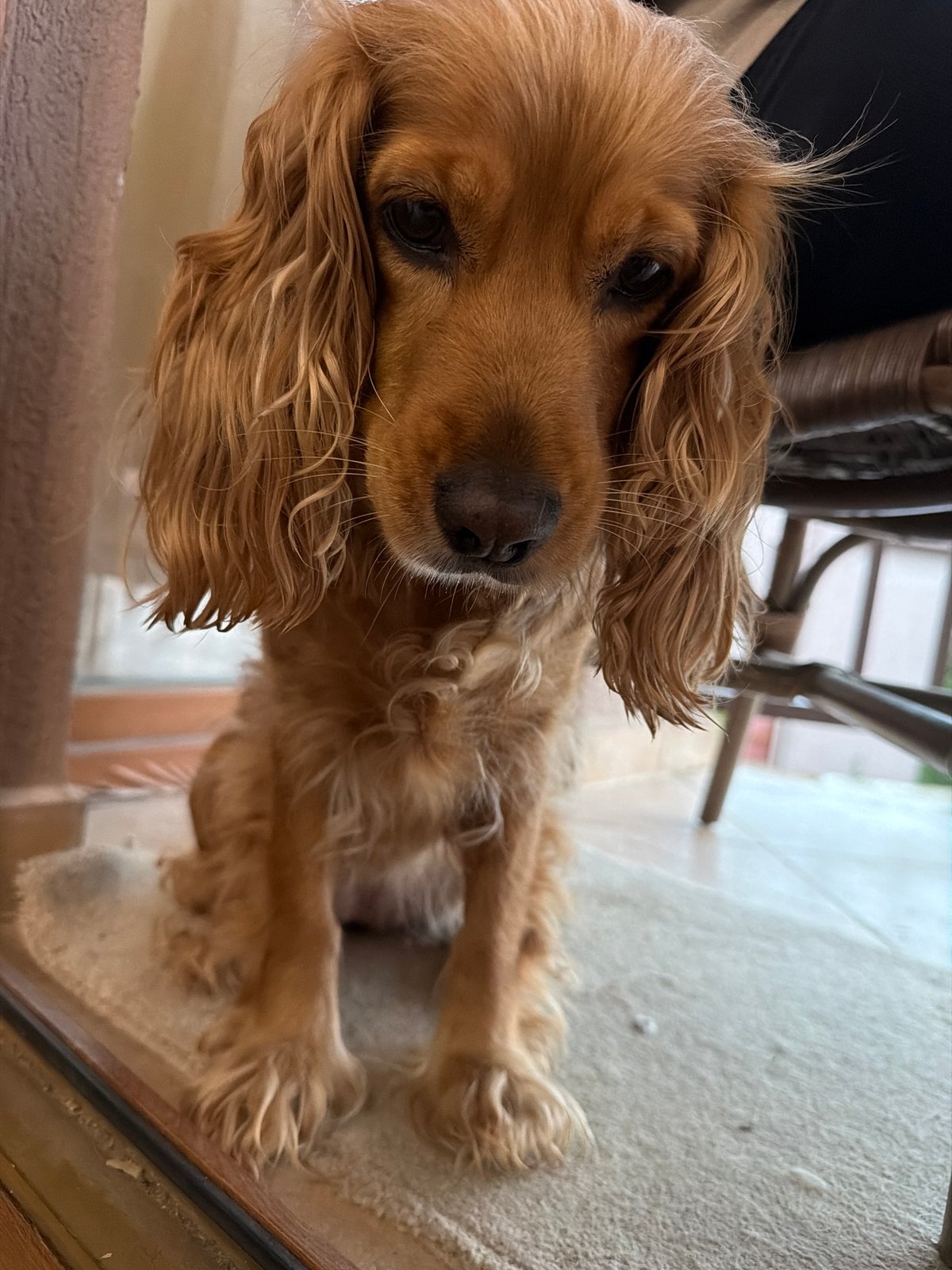 Cocker Spaniel photographed in intimate close-up portrait session