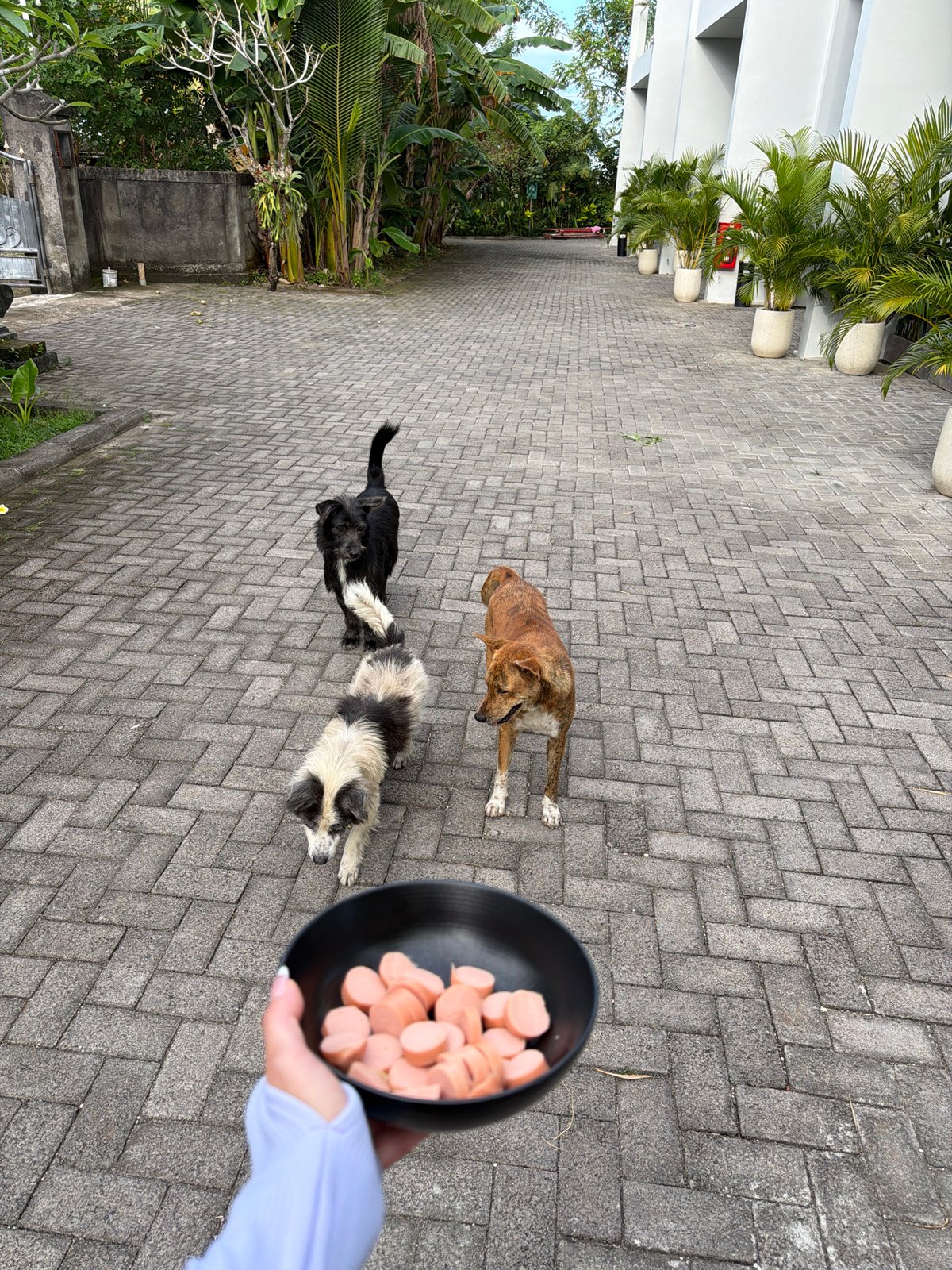Dogs fed, selfie taken, child plays in Kuta Selatan