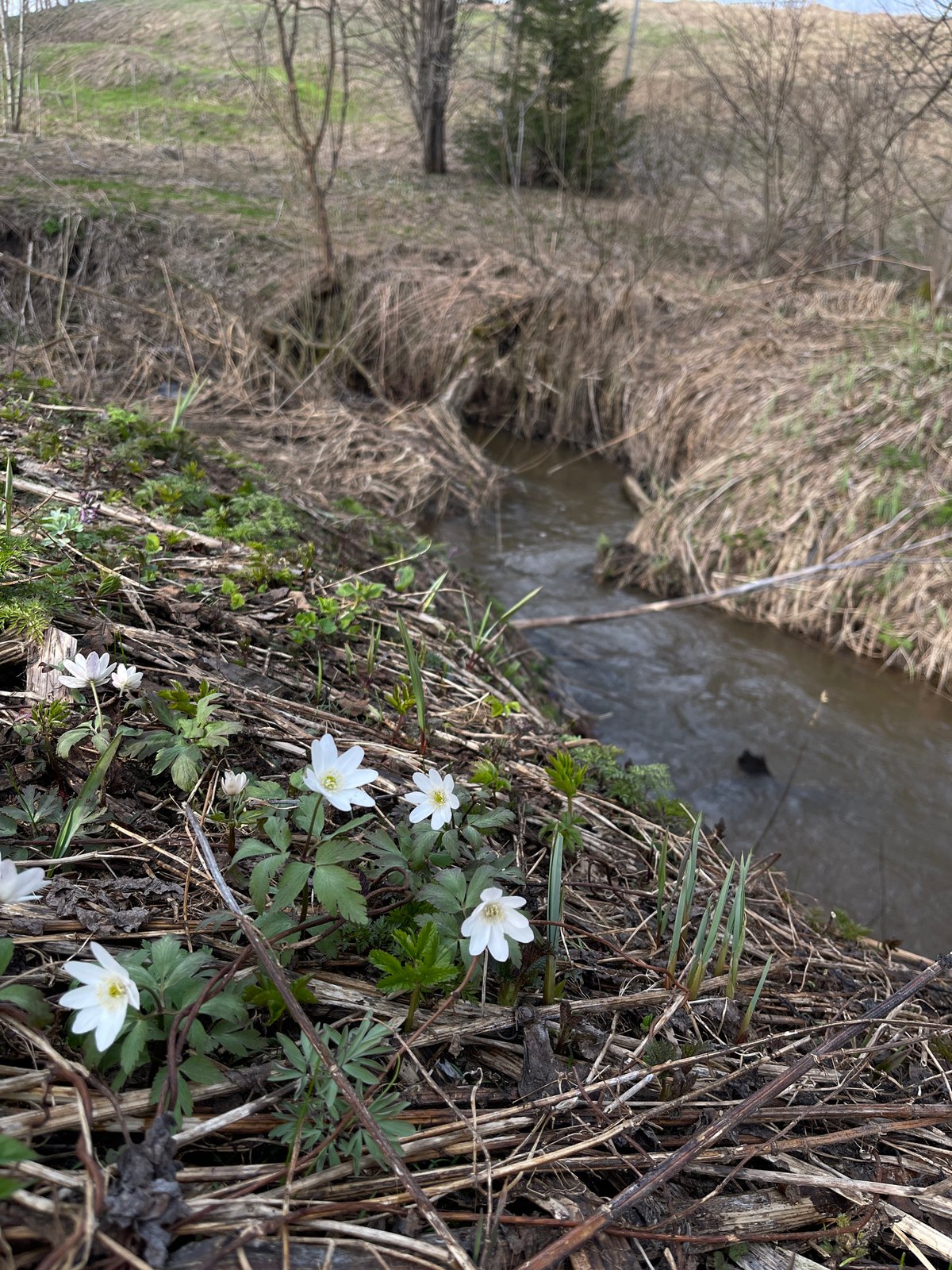 Spring documentation captures rural Zhigalki flora and fauna