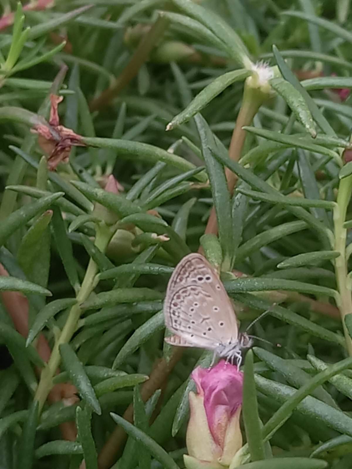 Morning wildlife spotted in Pukhrayan gardens and yards