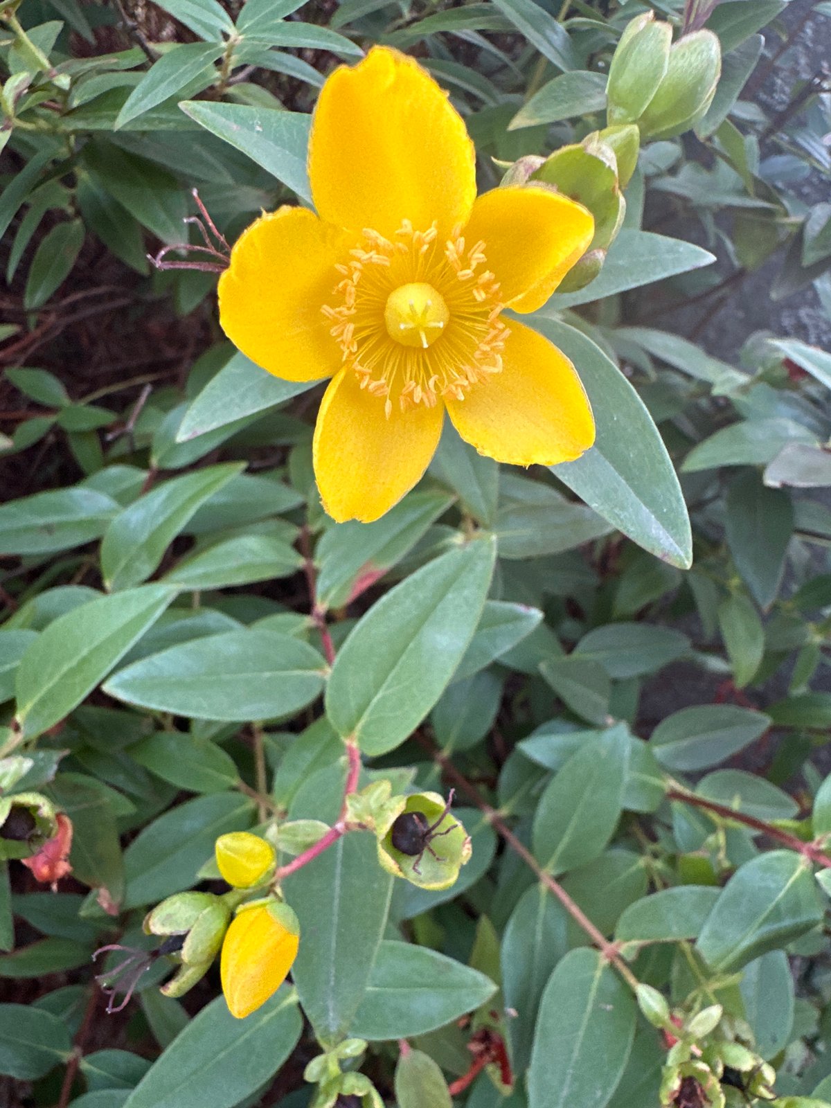 Summer garden blooms in Krefeld, roses and wildflowers up close