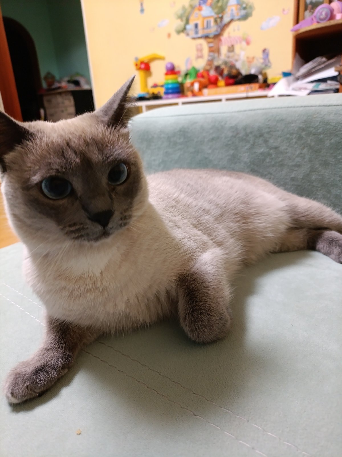 Chaikovsky resident documents cat and city scenes over afternoon hour