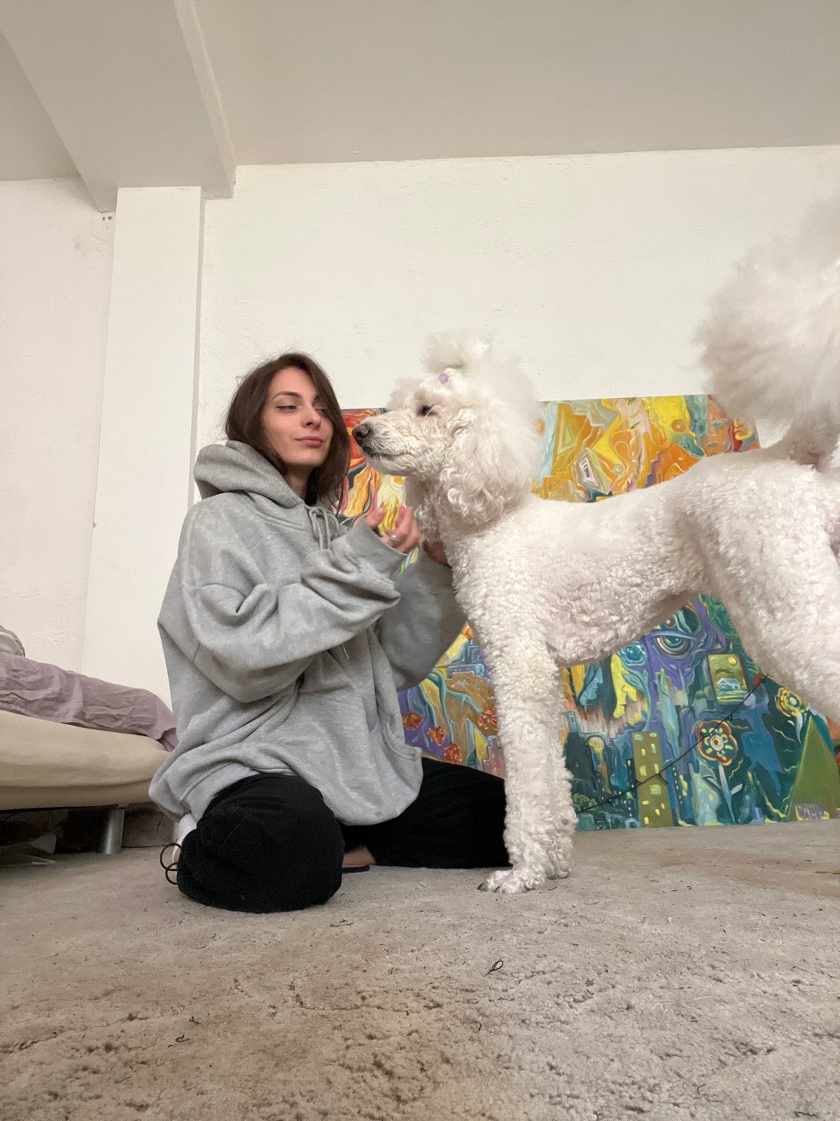 Woman plays with white poodle indoors in Krasnoyarsk