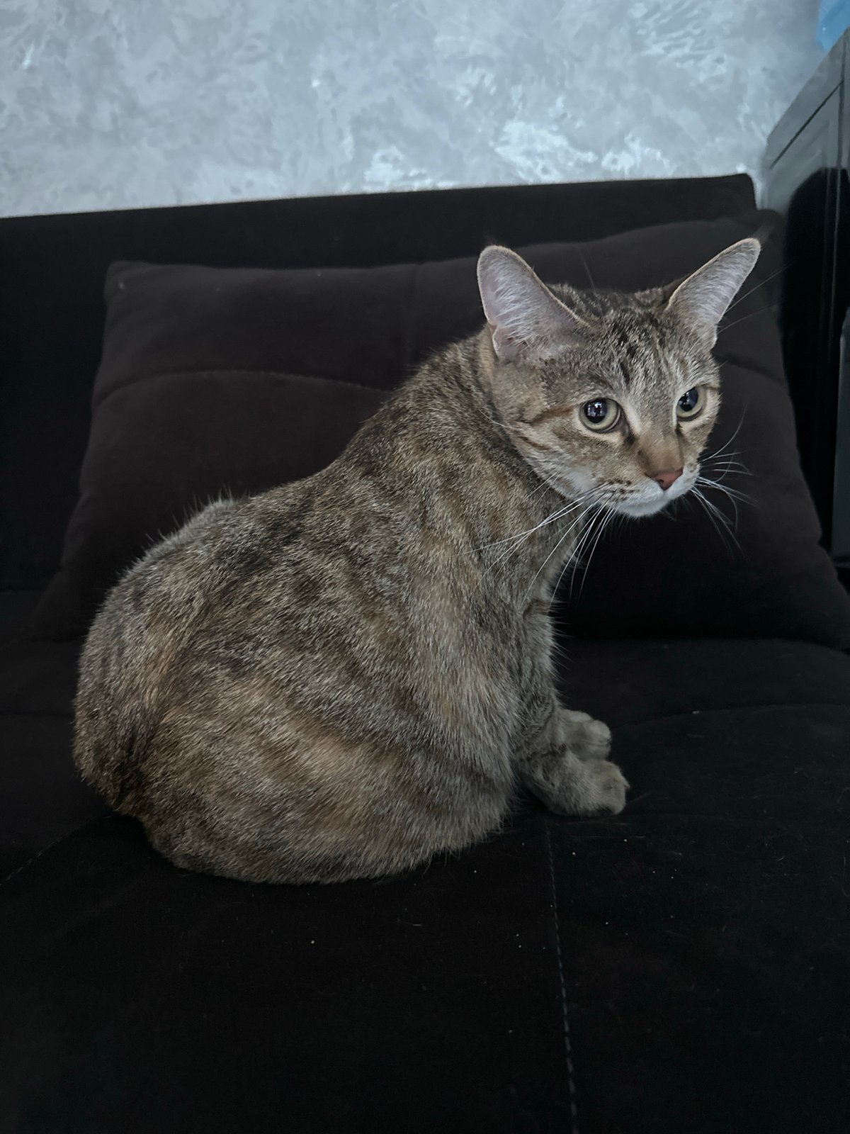 Alert tabby cat perched on a couch in Tashkent