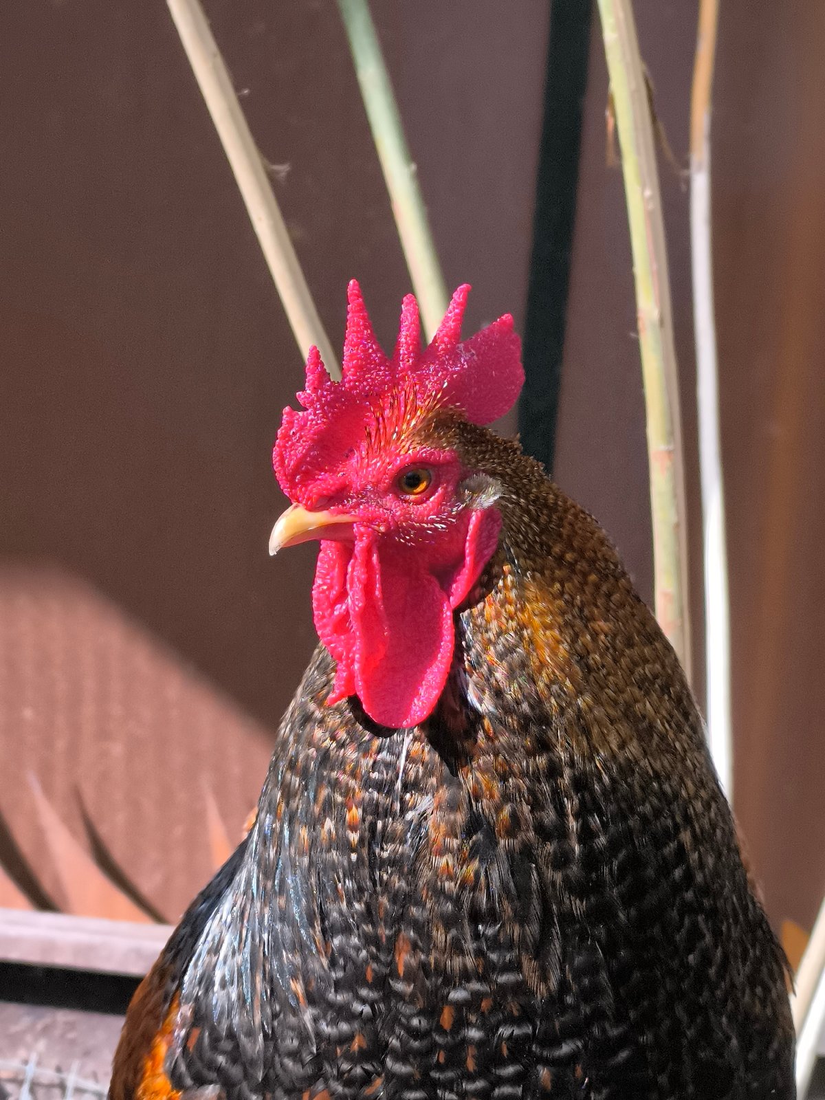 Rooster photographed in close-up in Alkmaar, Netherlands