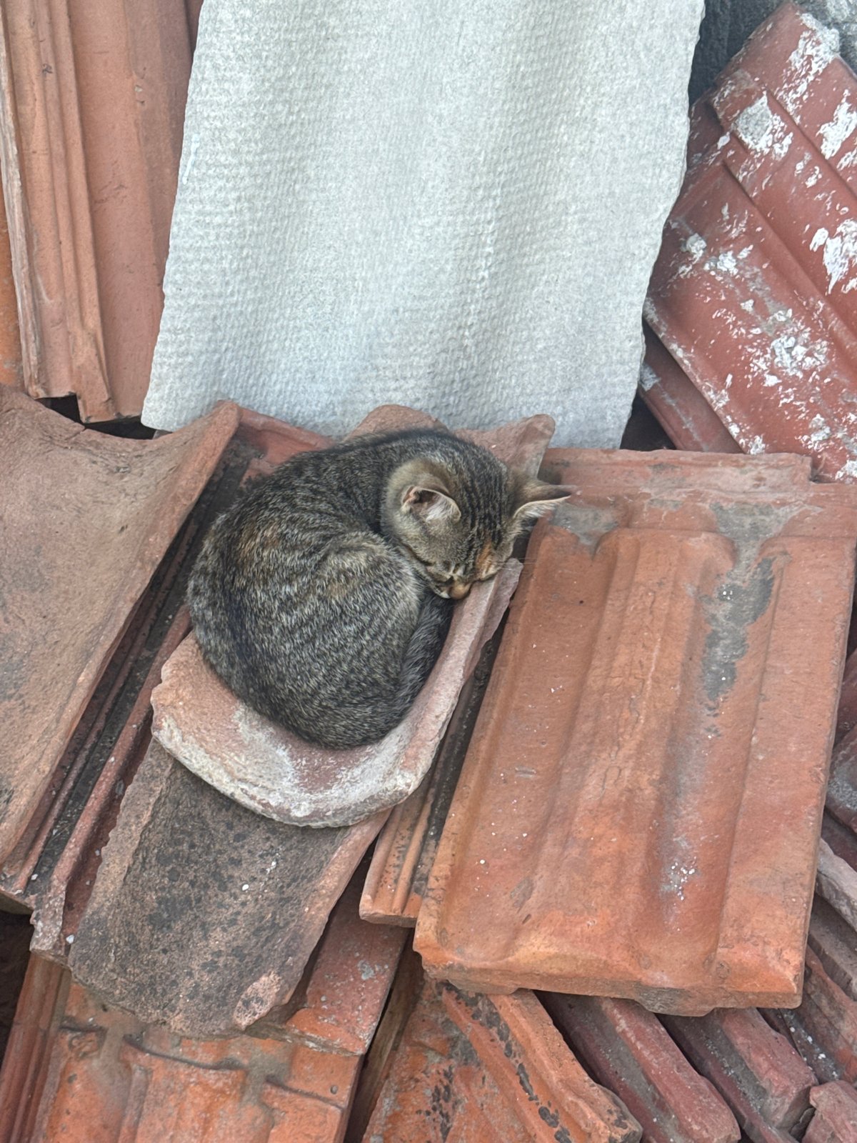 Cats rest among roof tiles in Bulgarian village