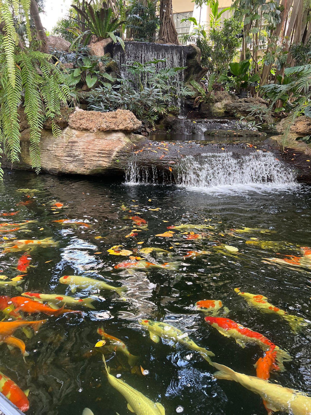 Late-night visitors enjoy Bangkok recreational facility with koi pond