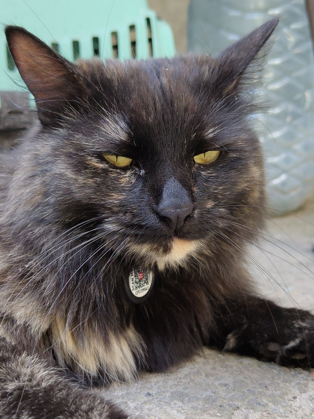 A cat and a black dog hanging out, photographed up close.