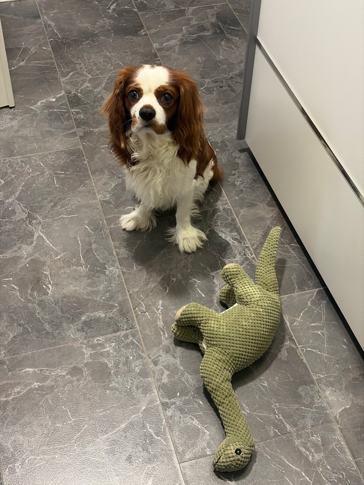 Pet playtime and rest in Dobrich home