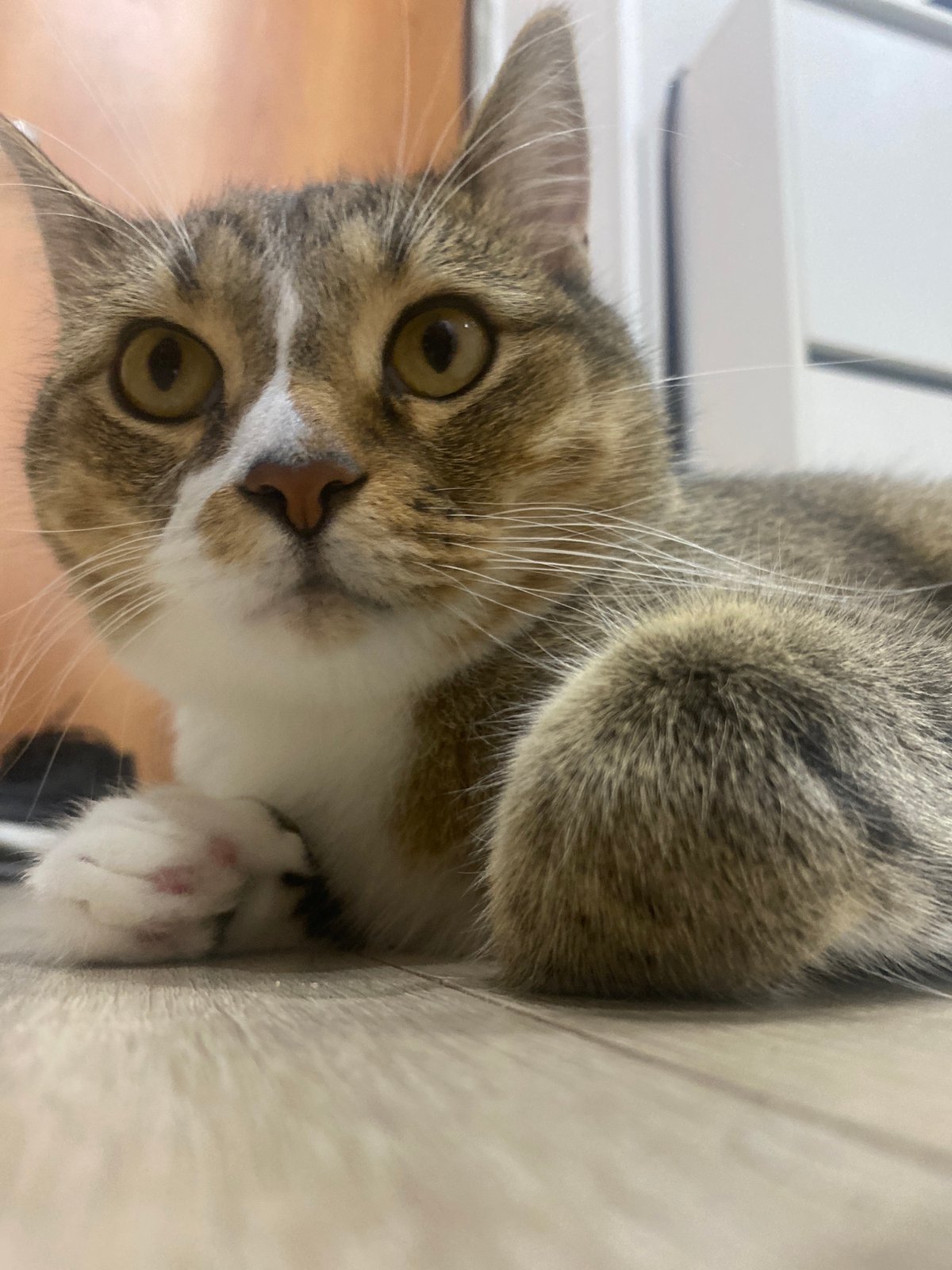 Tabby cat on wooden floor, yellow-green eyes, low-angle shot