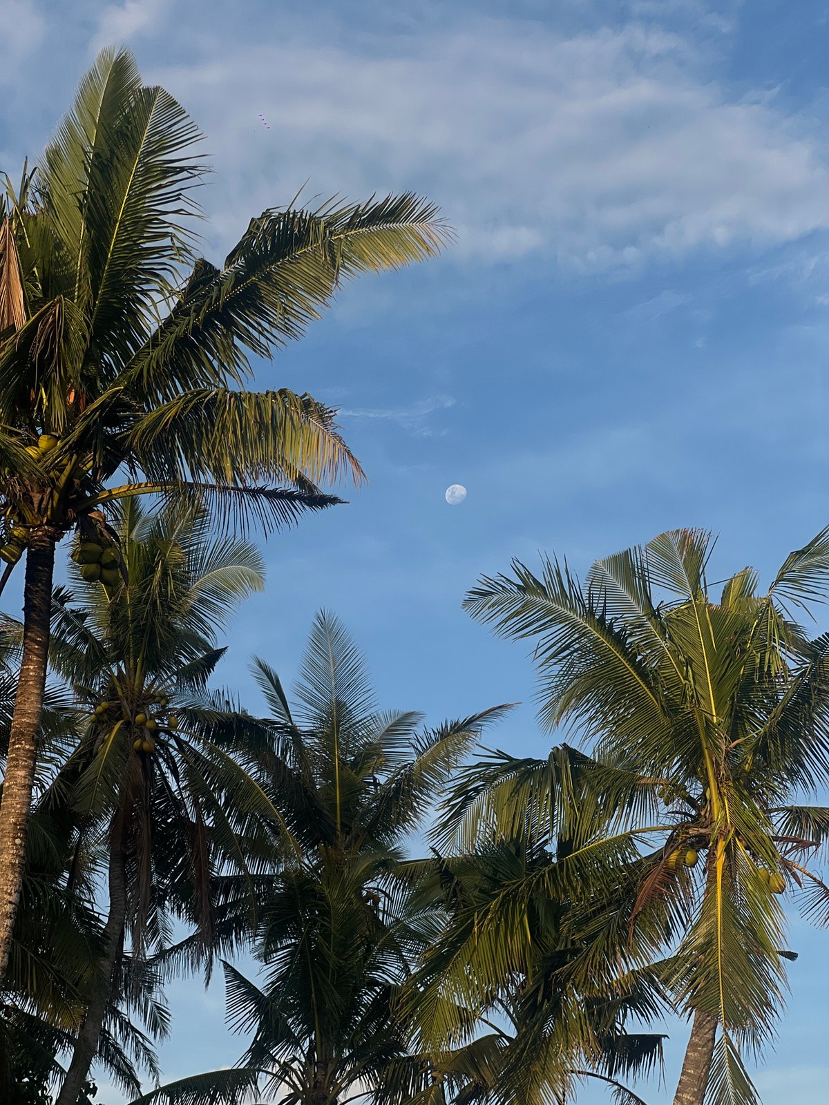 Clear blue skies observed through coconut palms in Selemadeg
