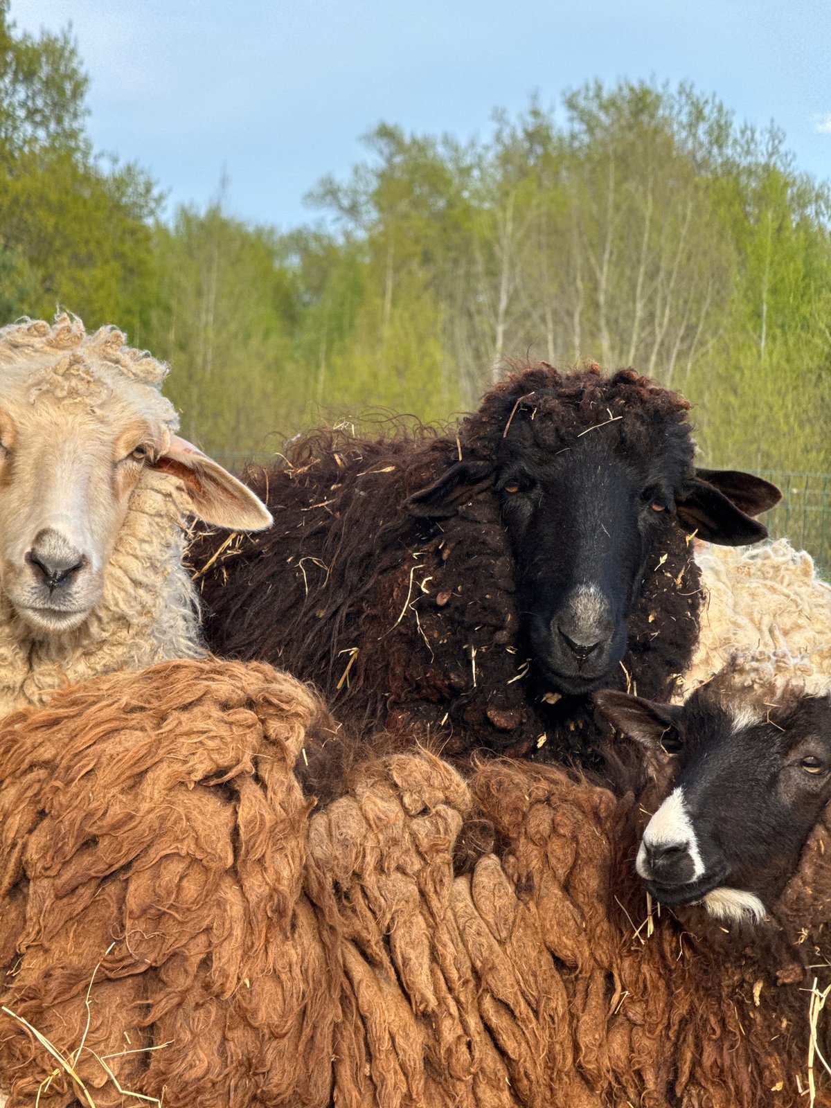 Farm Animals and Rural Life Documented in Russian Village