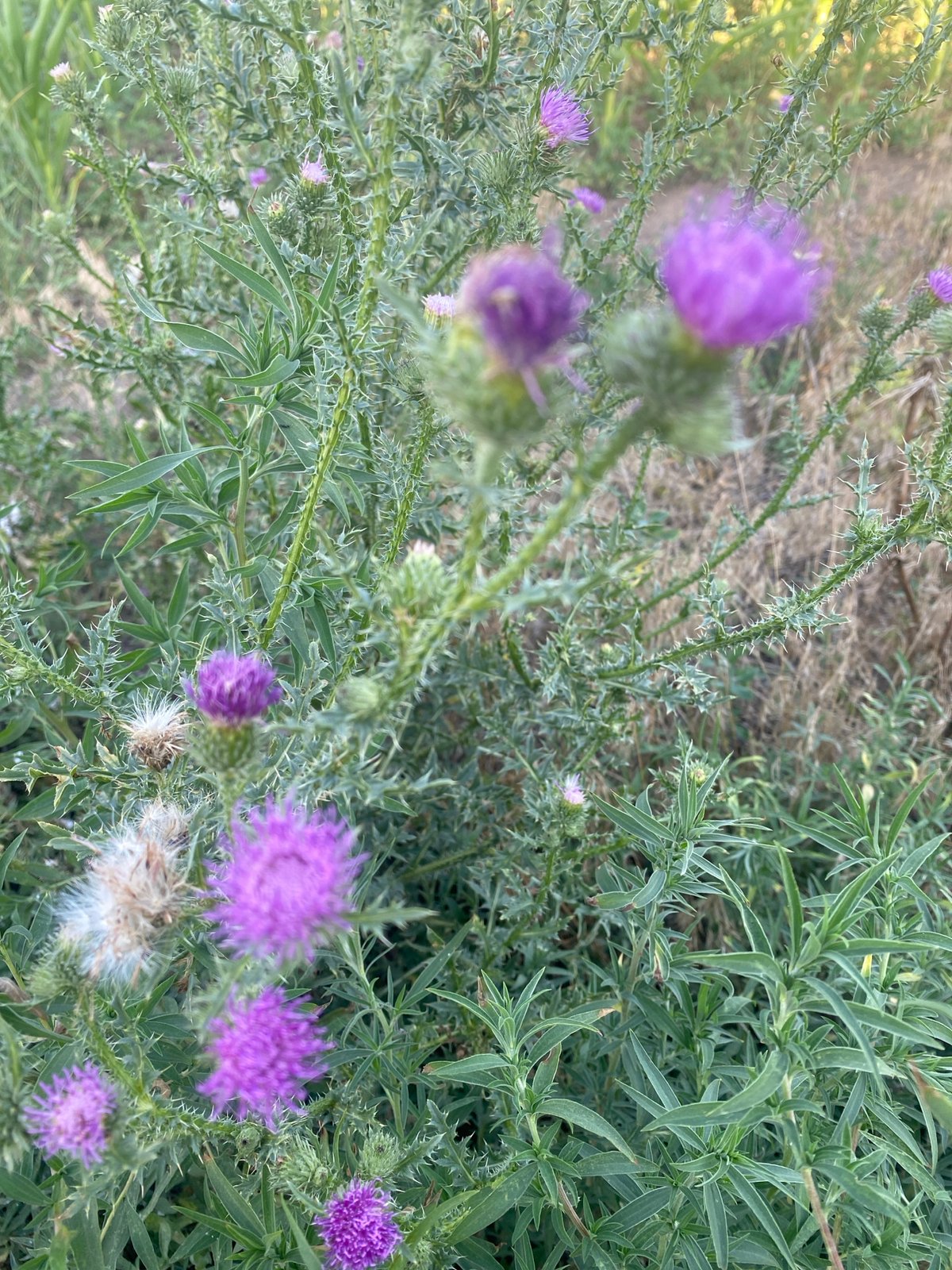 Dog walk through Mais'ke's wild roadside edges, bees and all
