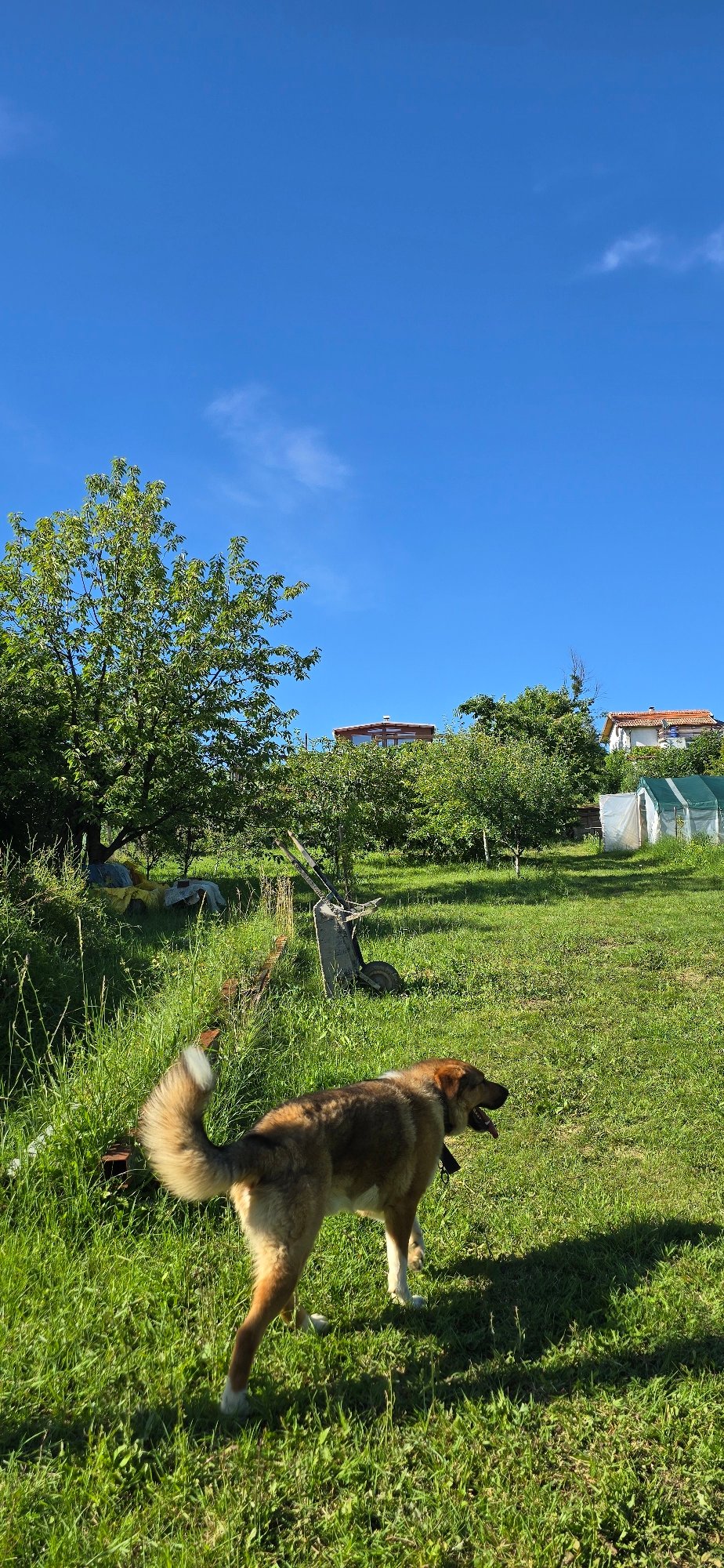 Dogs and garden life in a Vratsa backyard, midsummer