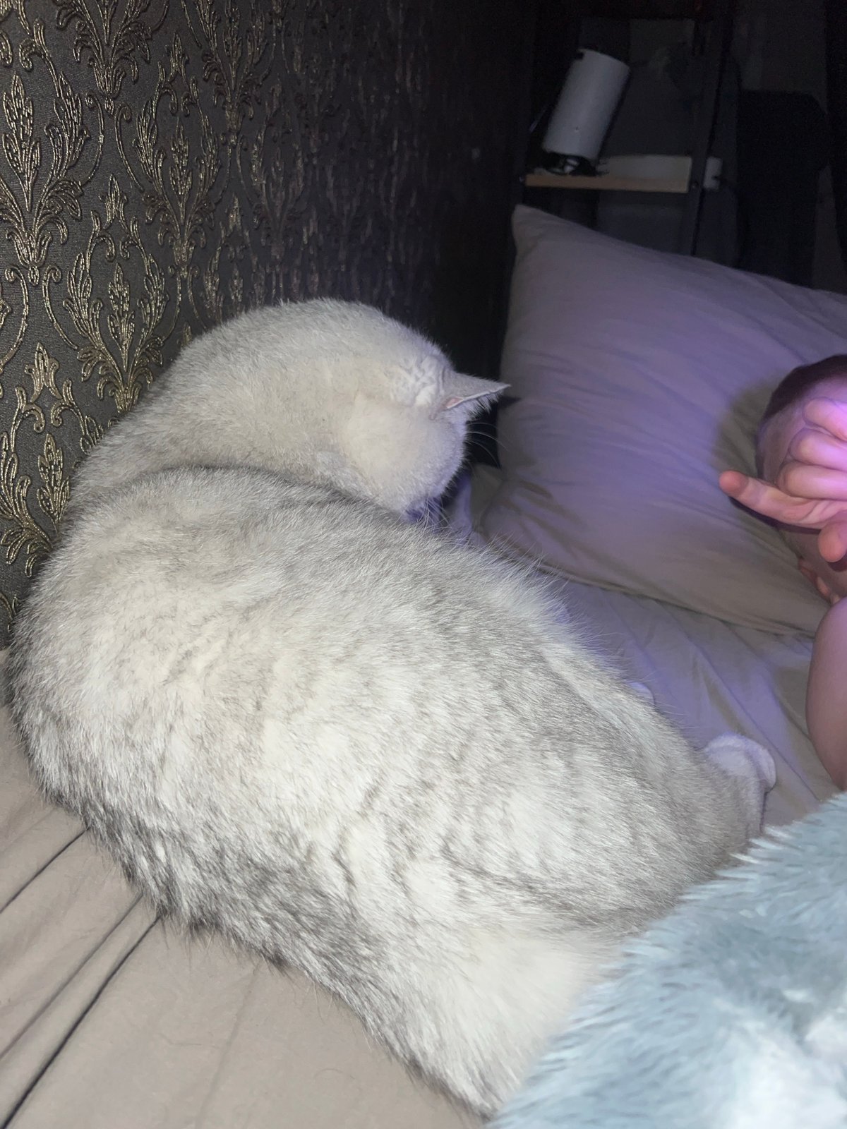 Person documents quiet afternoon moments with cats at home