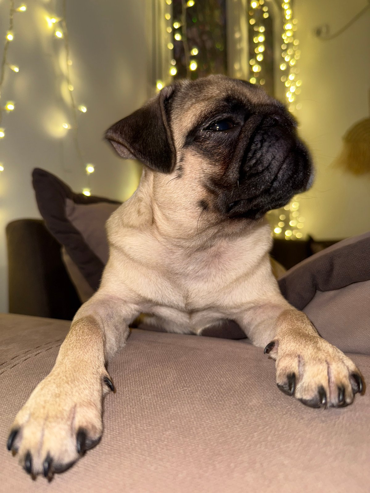 Pug puppy lounging on a couch with fairy lights