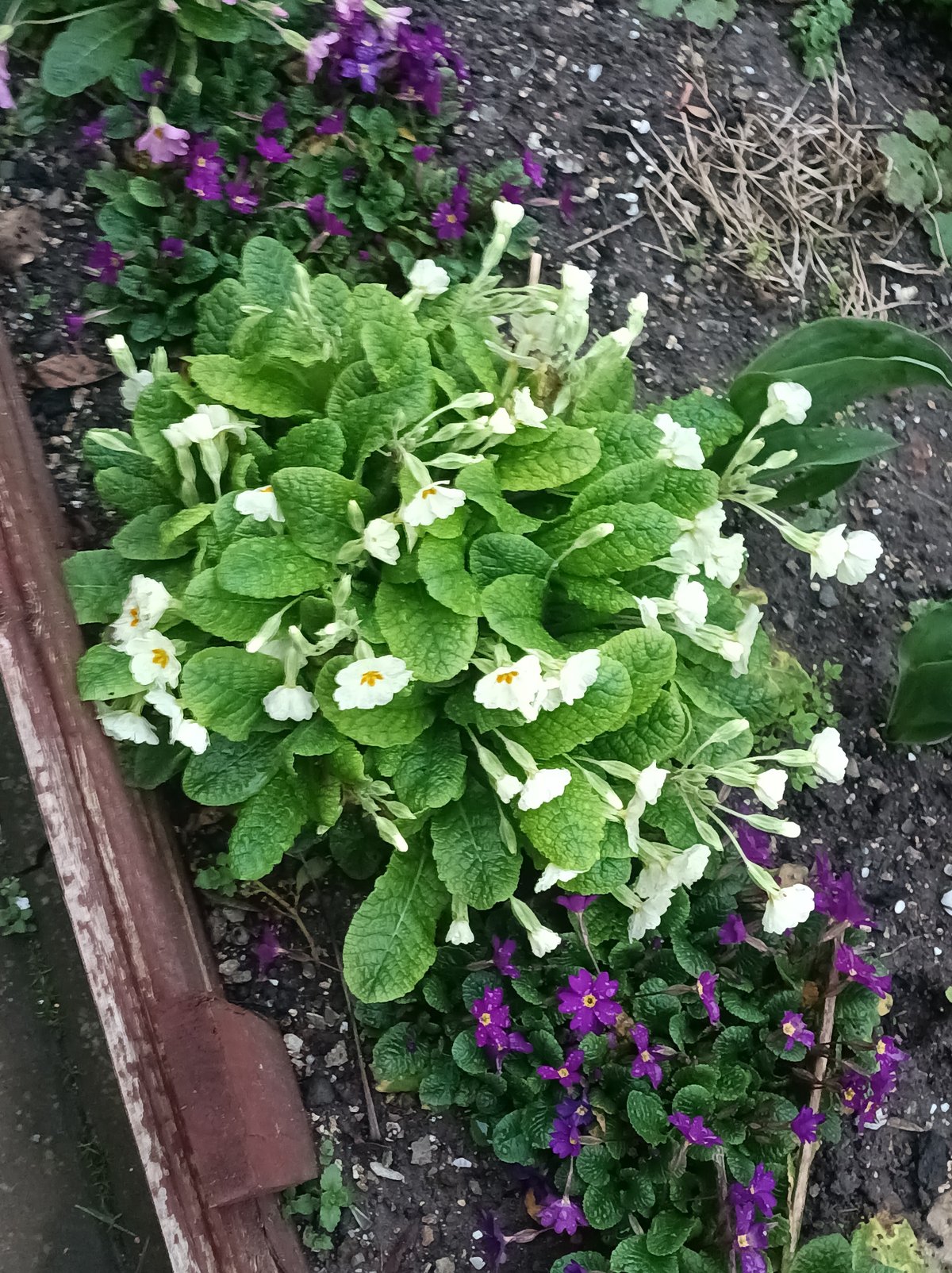 Spring day captured across Burgas: cats, flowers, urban life