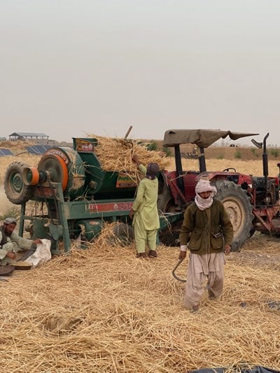 Wheat harvest underway in rural Jabadar, Afghanistan fields