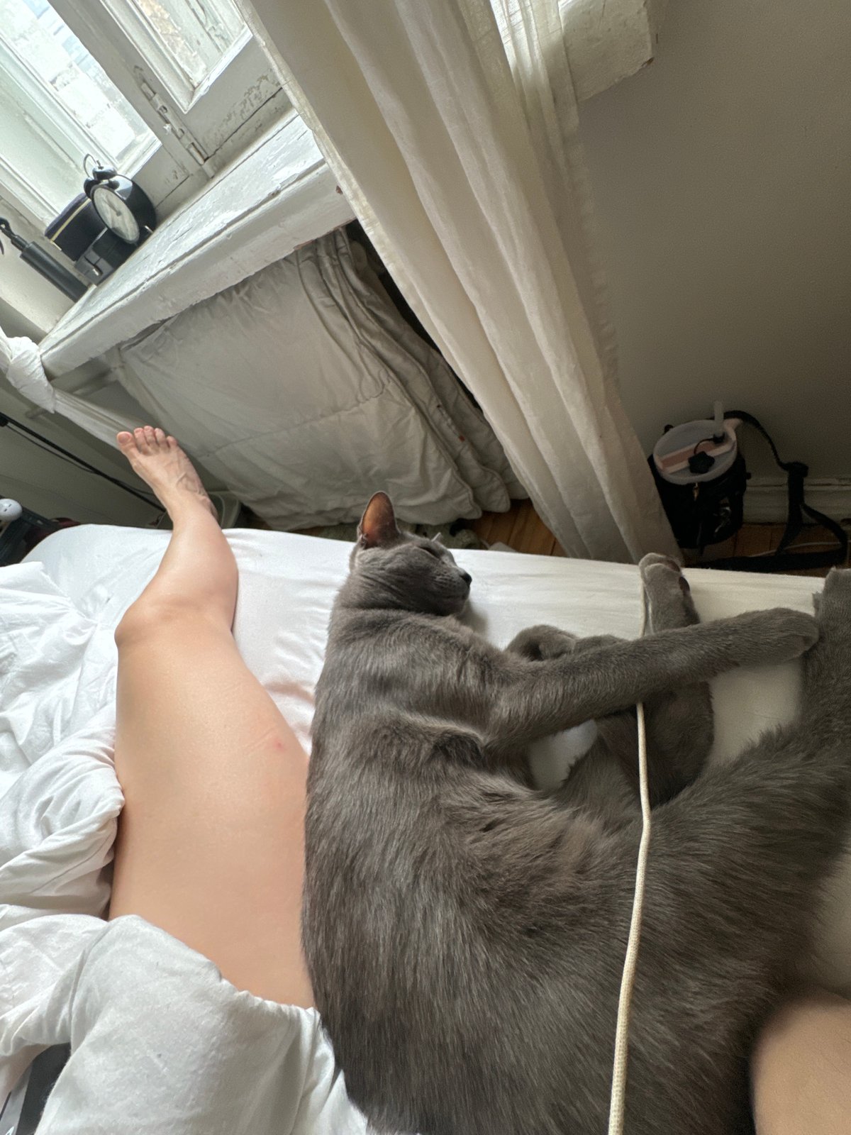 Gray cat rests on bed in Moscow bedroom