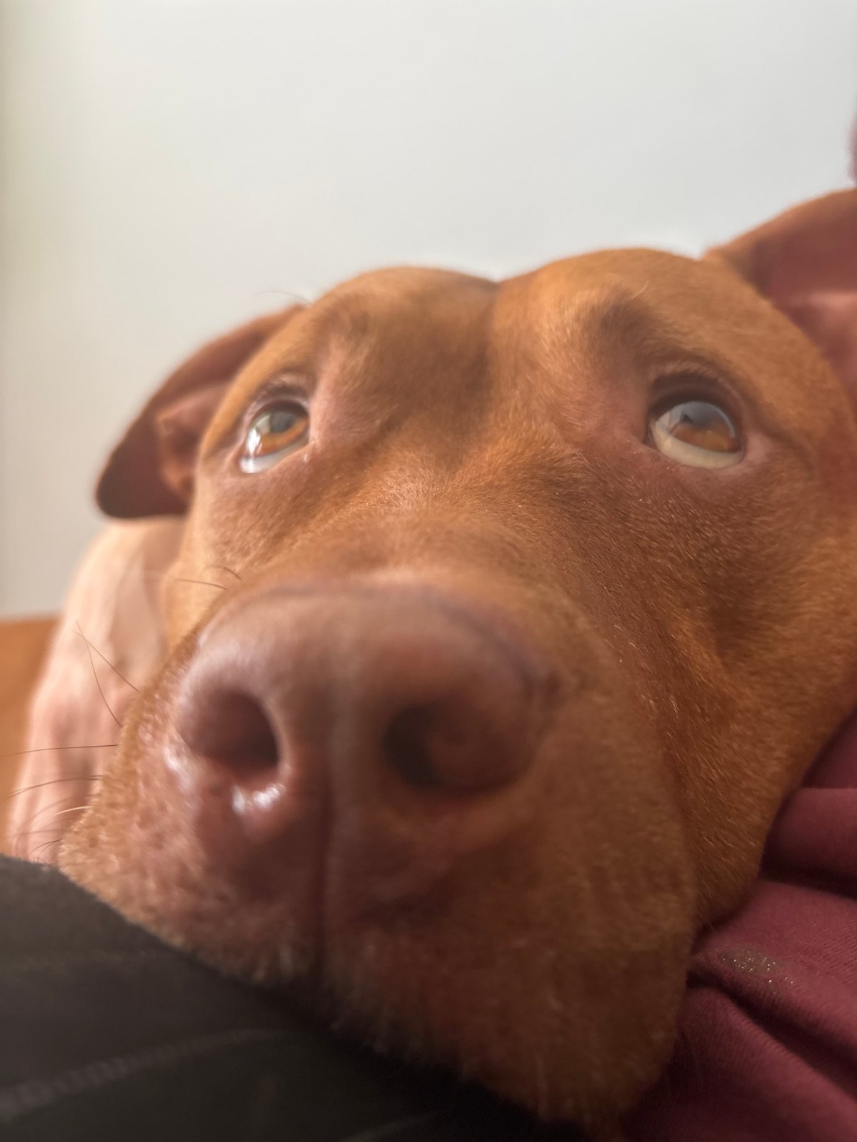 Dog seeks attention during family meal in Sofia