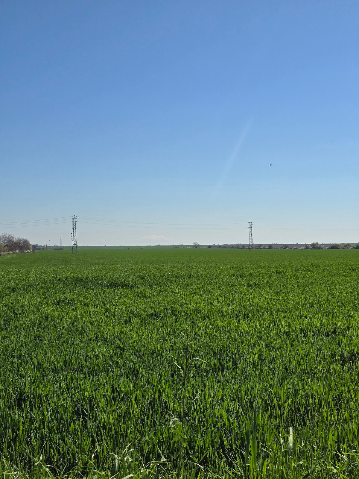 Green agricultural field documented in Orizovo, Bulgaria