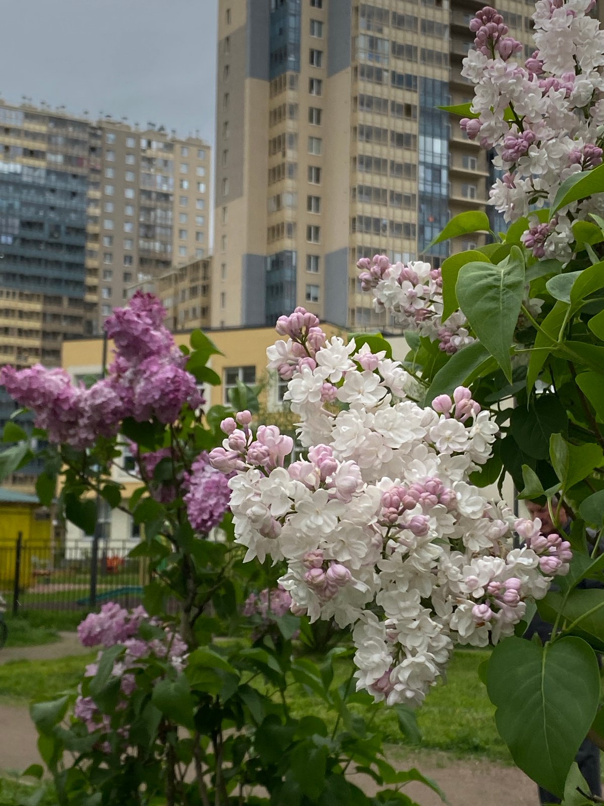 Spring afternoon captured in Saint Petersburg residential district