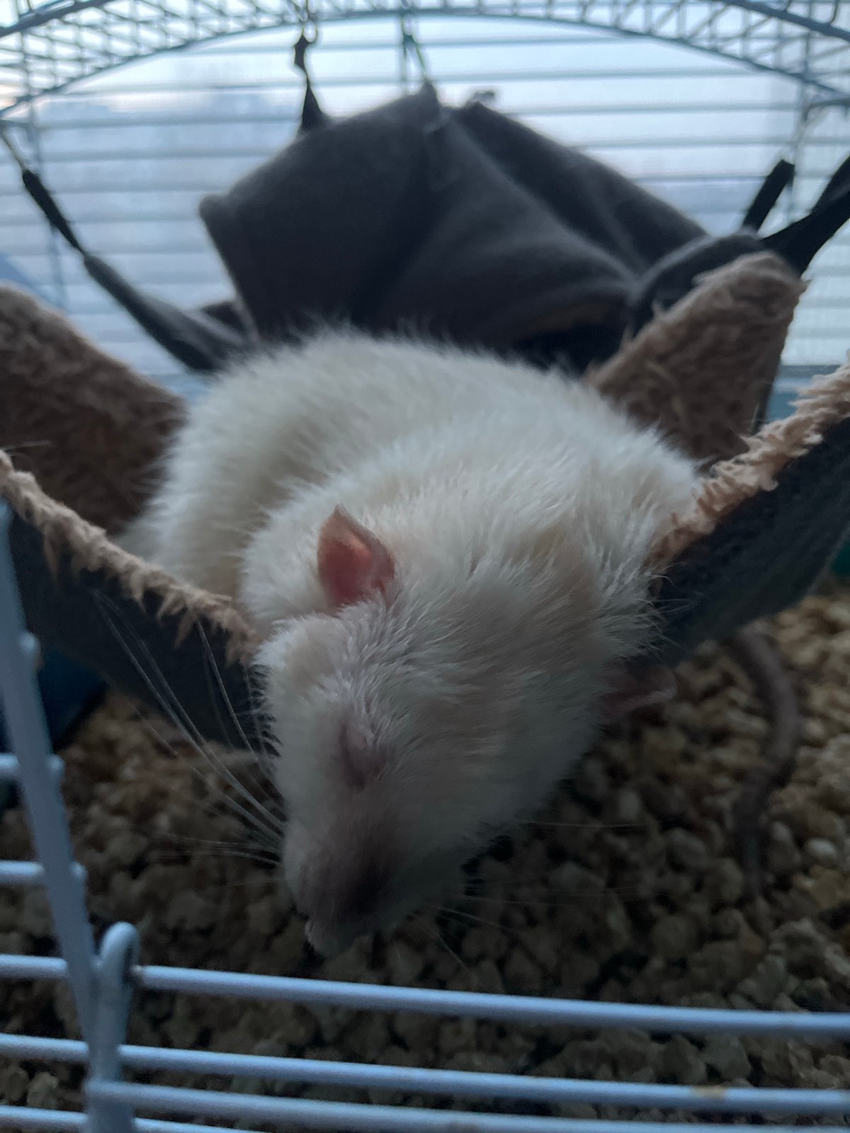 White rat sleeps in cage hammock