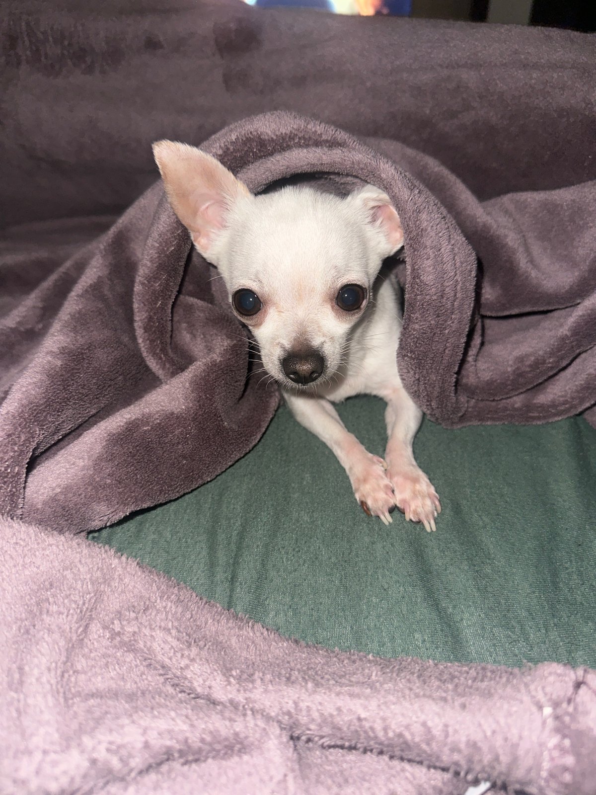 White Chihuahua photographed resting on couch in Sliven home