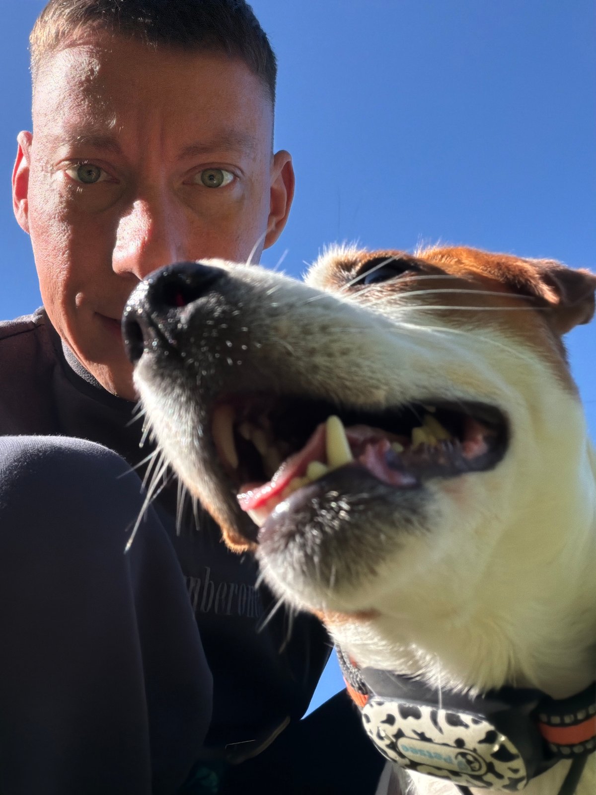 Dog selfie and nature shots in a Moscow woodland on a summer morning