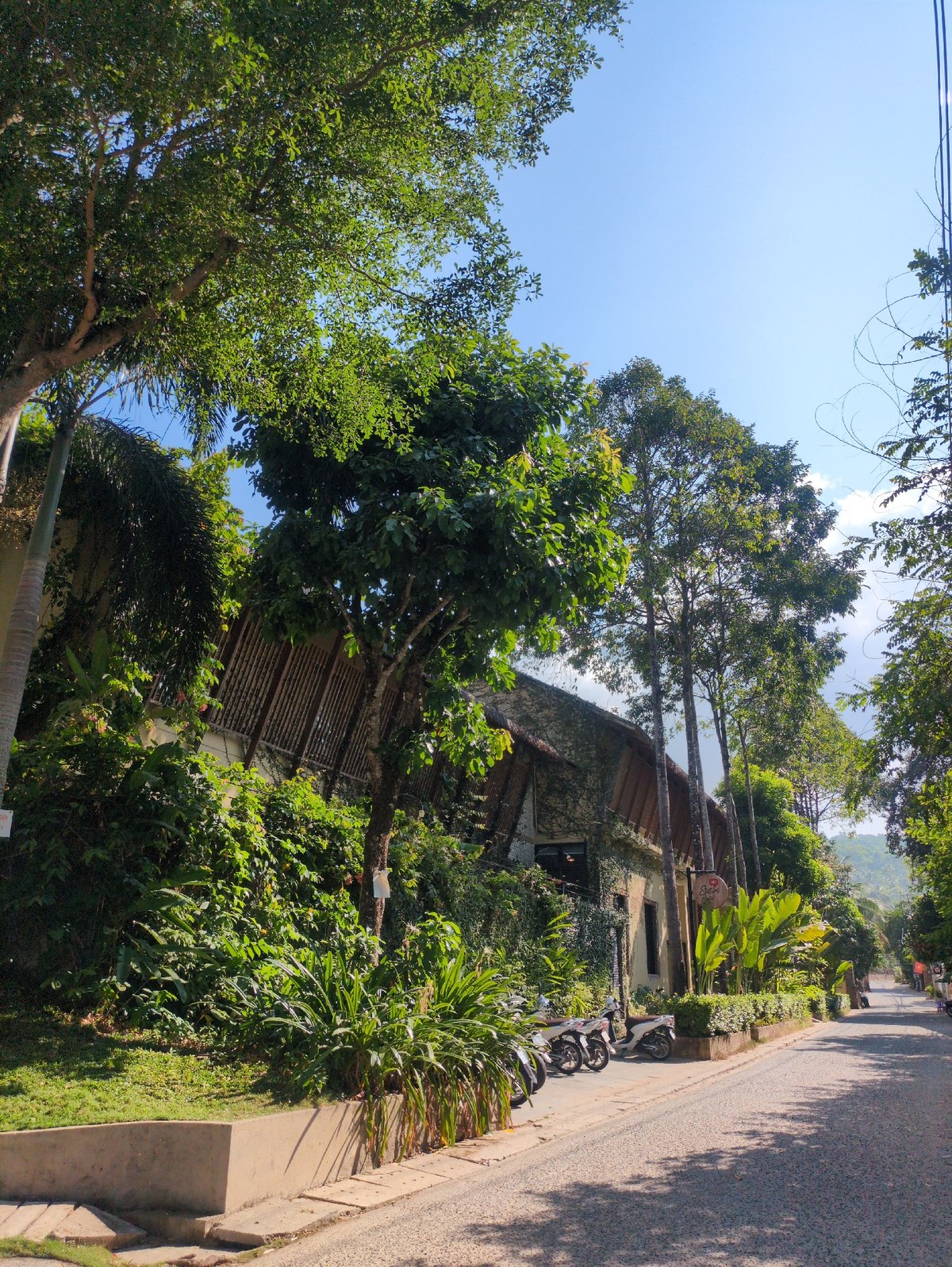 Tree-lined residential street documented in Phú Quốc, Vietnam
