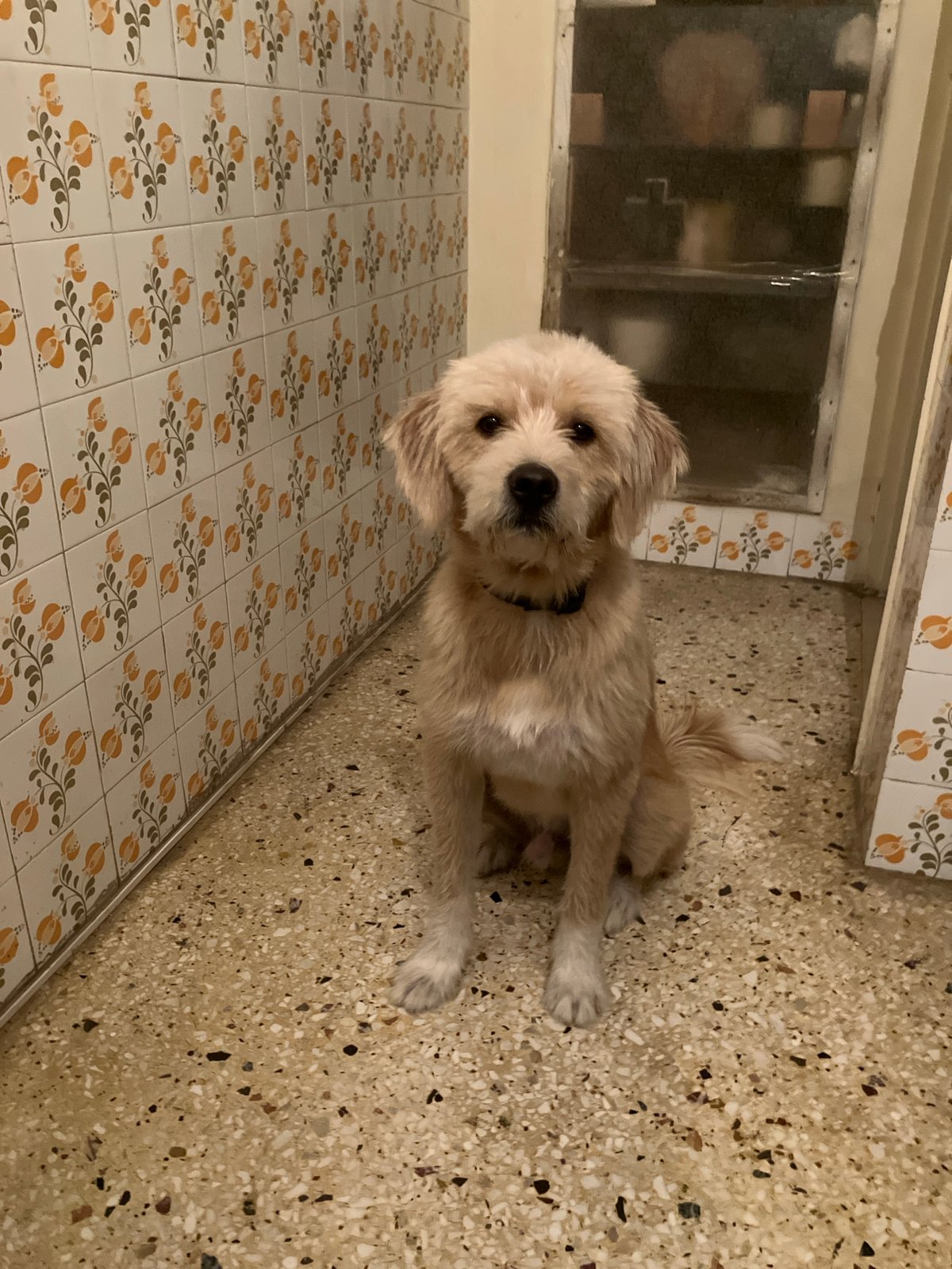 A scruffy dog hanging out across a few casual spots