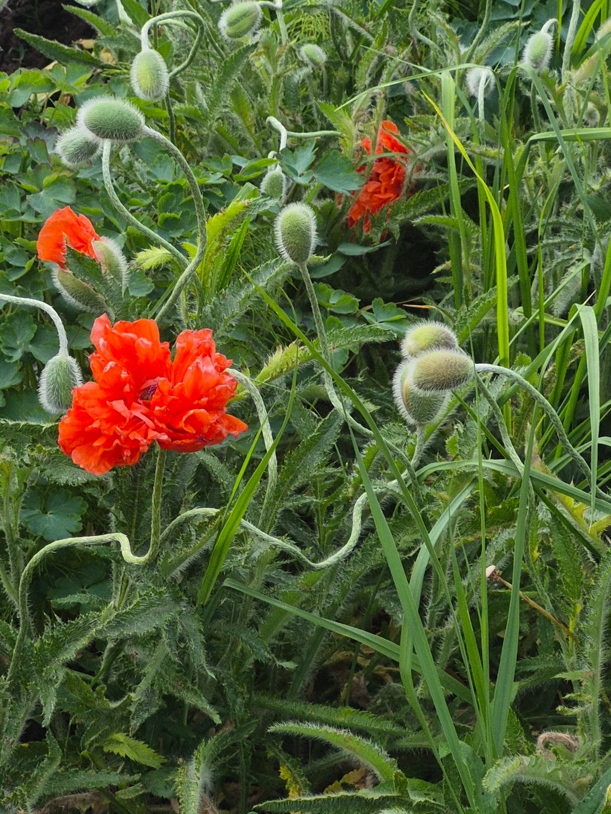 Spring flowers bloom across Chaikovsky as resident documents seasonal garden