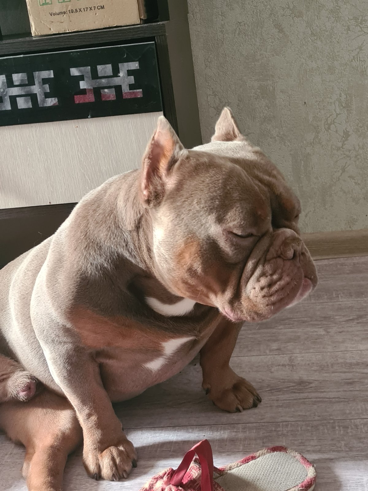Chilled-out American Bully dozing on a wood floor indoors
