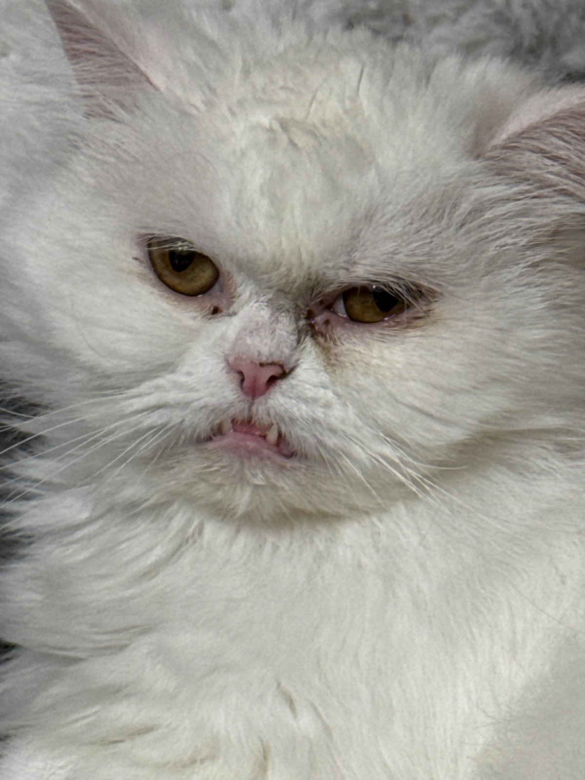 White Persian cat photographed in multiple poses in Burgas