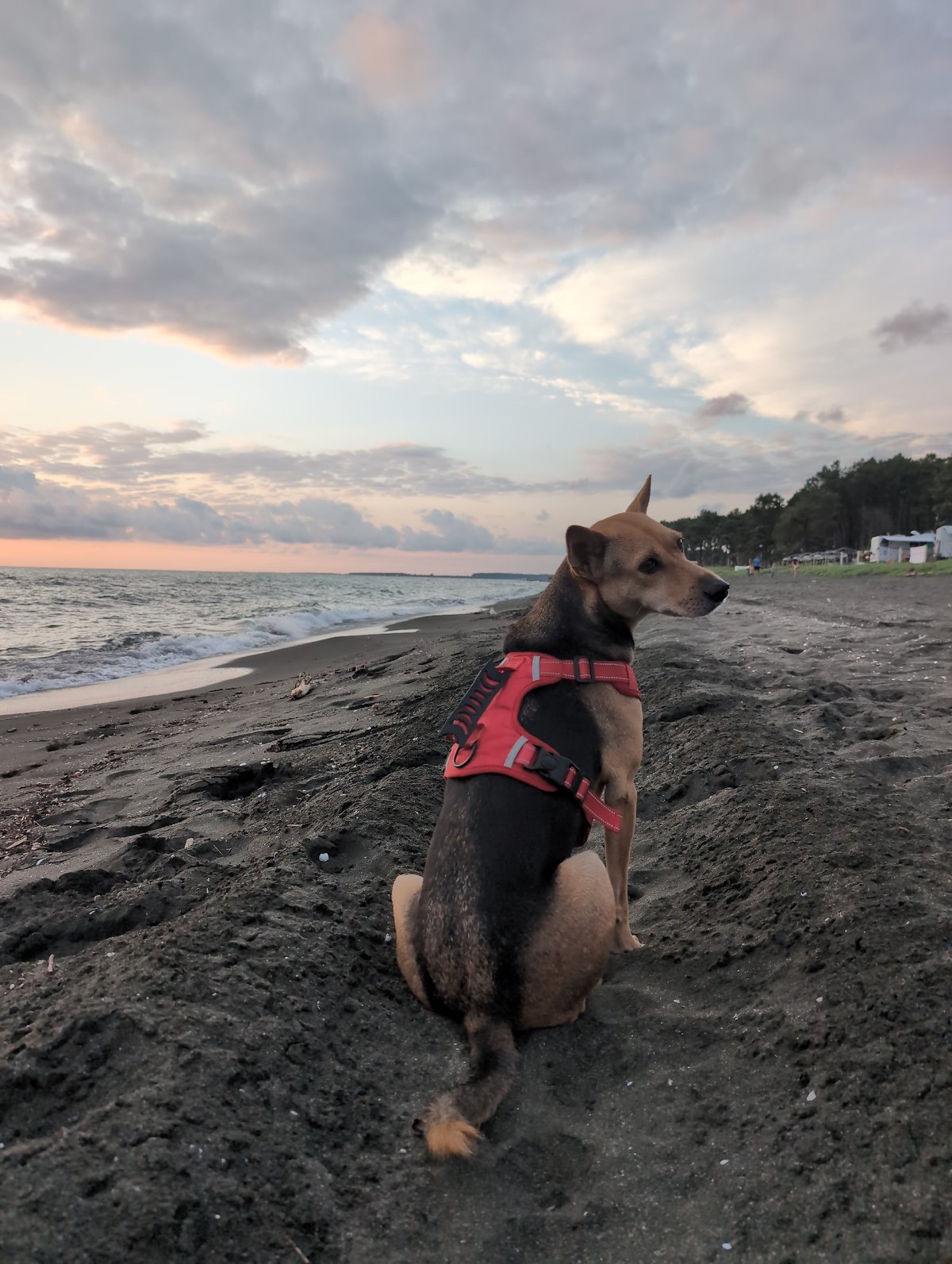 Sunset over the Black Sea, dog on the beach, Georgia coast
