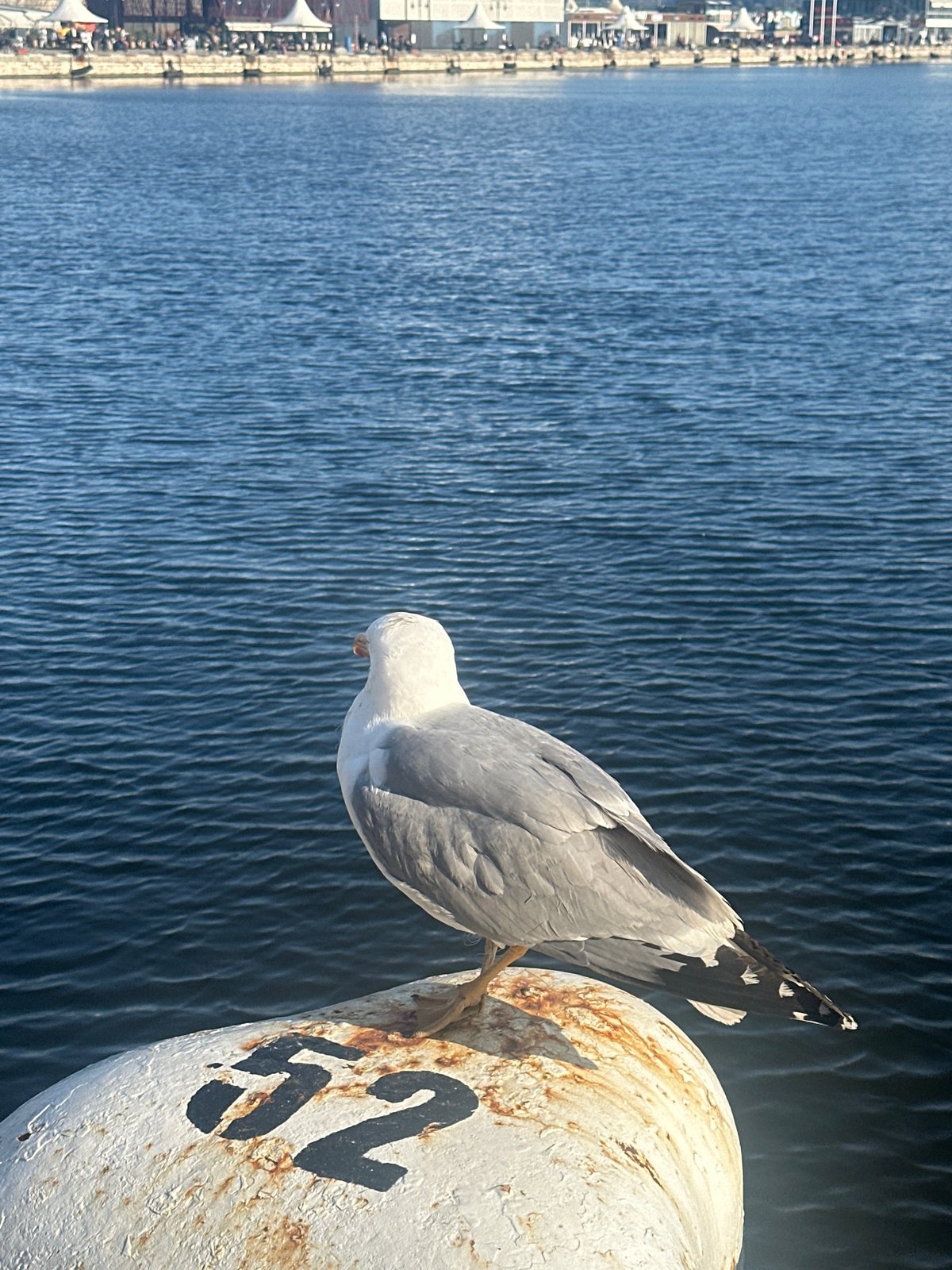 Seagull rests on numbered buoy in Varna waters