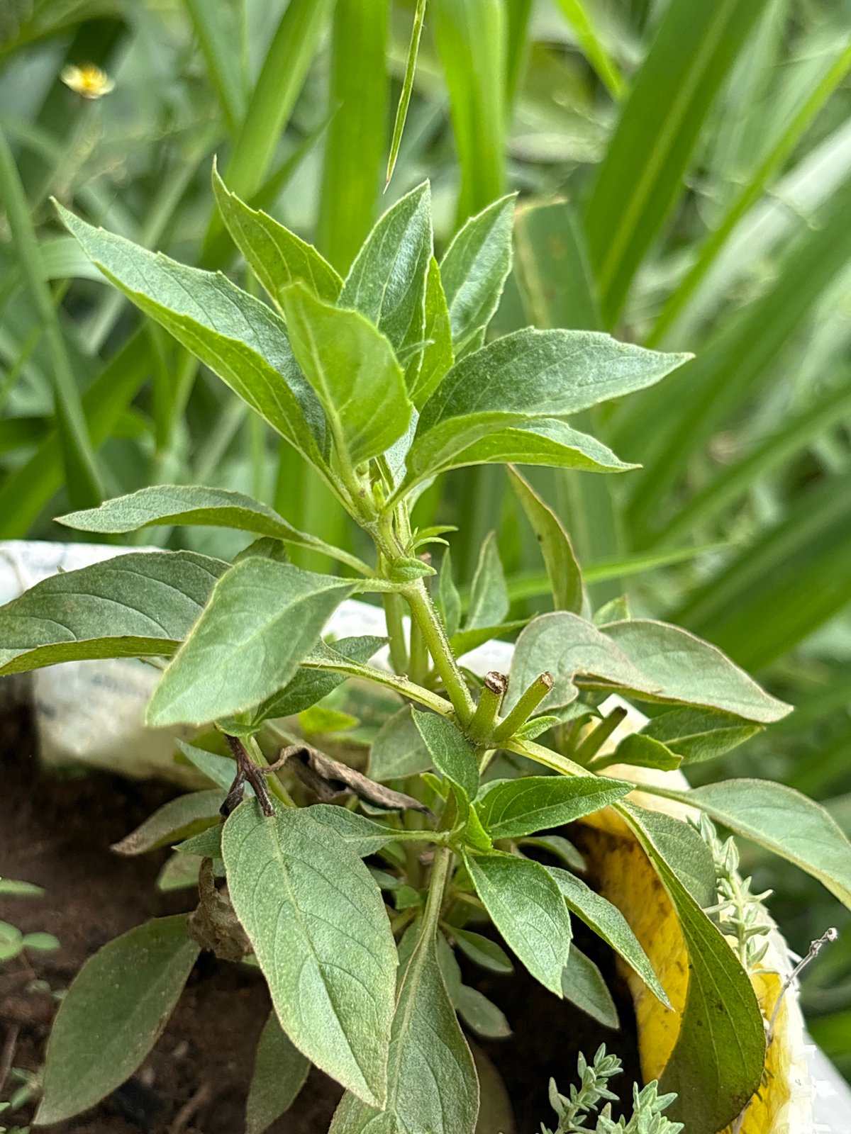 Lugbe resident documents plants, household items during morning session