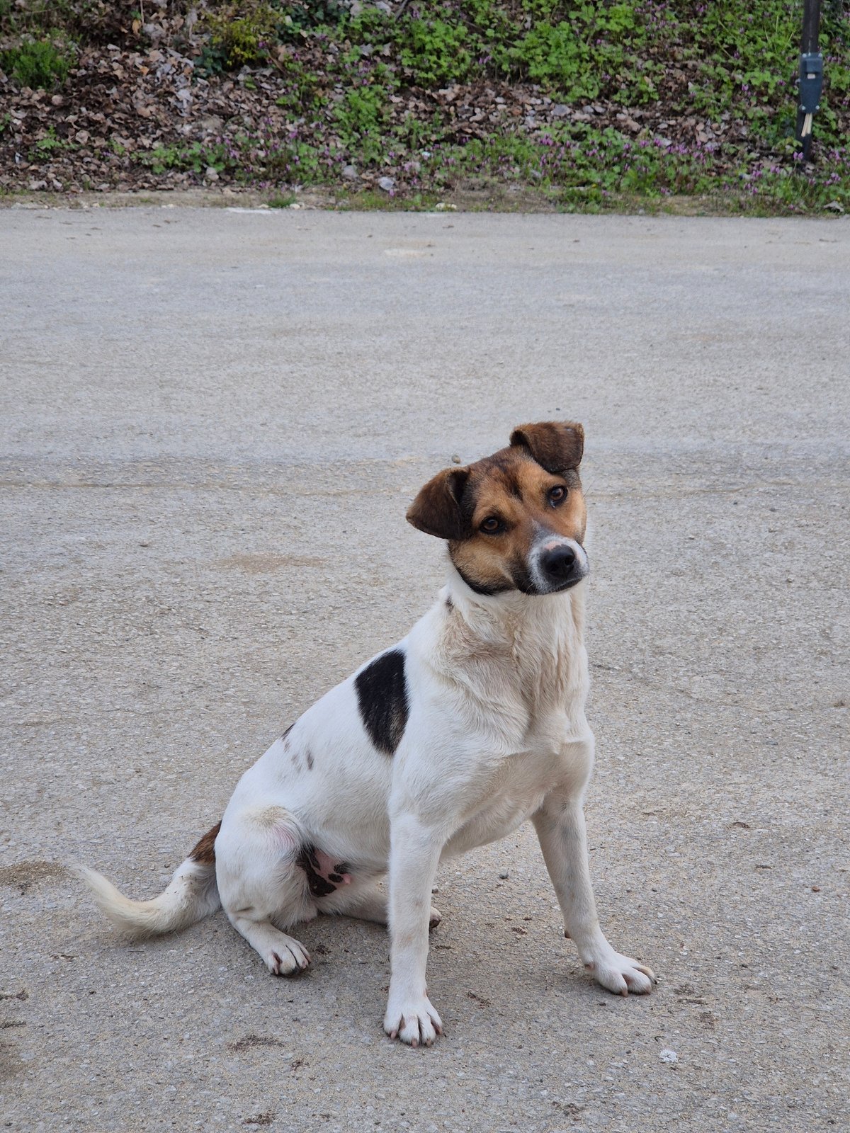 Mixed-breed dog spotted resting on concrete in Varna