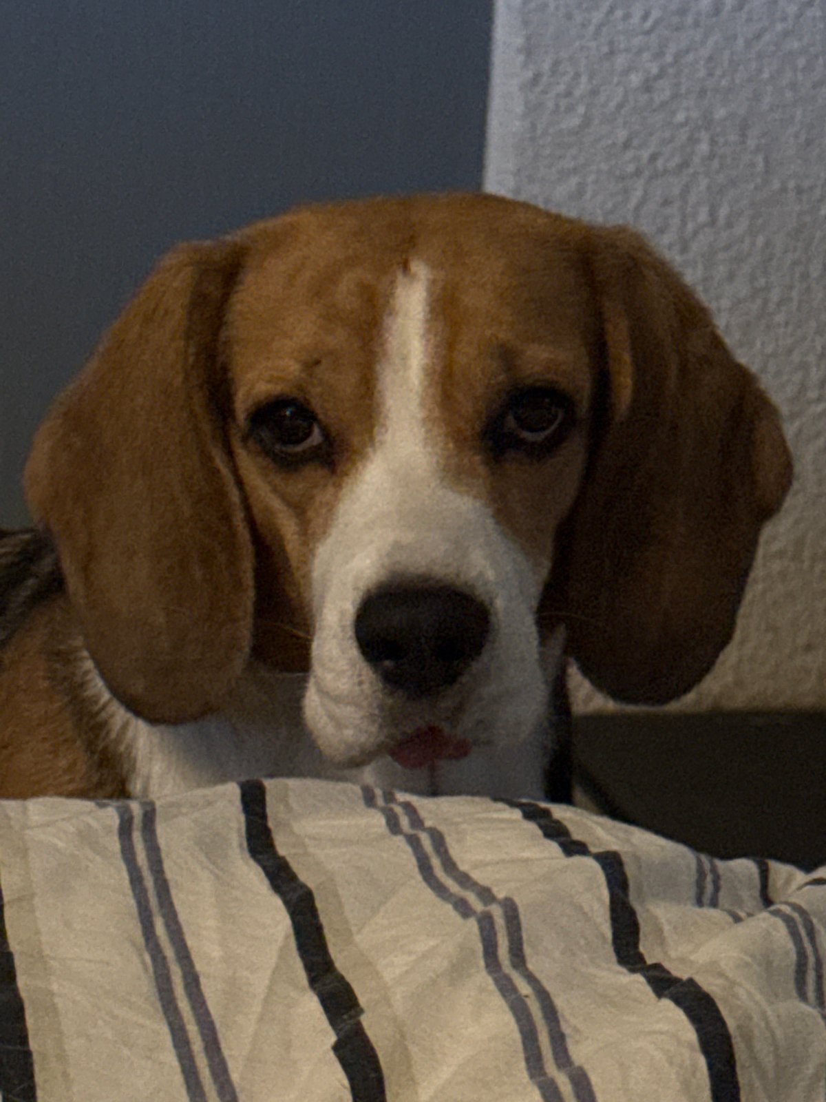 Beagle at home, blanket destruction evidence nearby