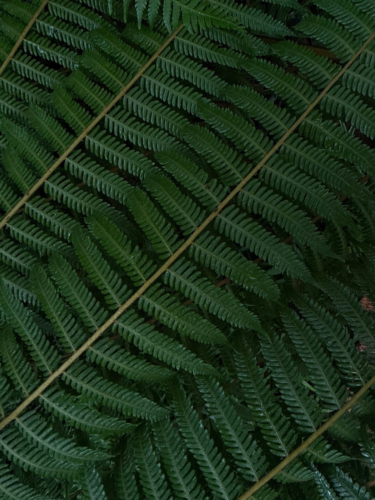 Macro shots of Da Lat's highland flowers and ferns