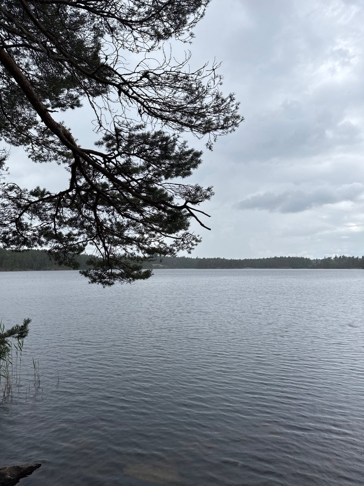 Still lake framed by pine in overcast Solberga