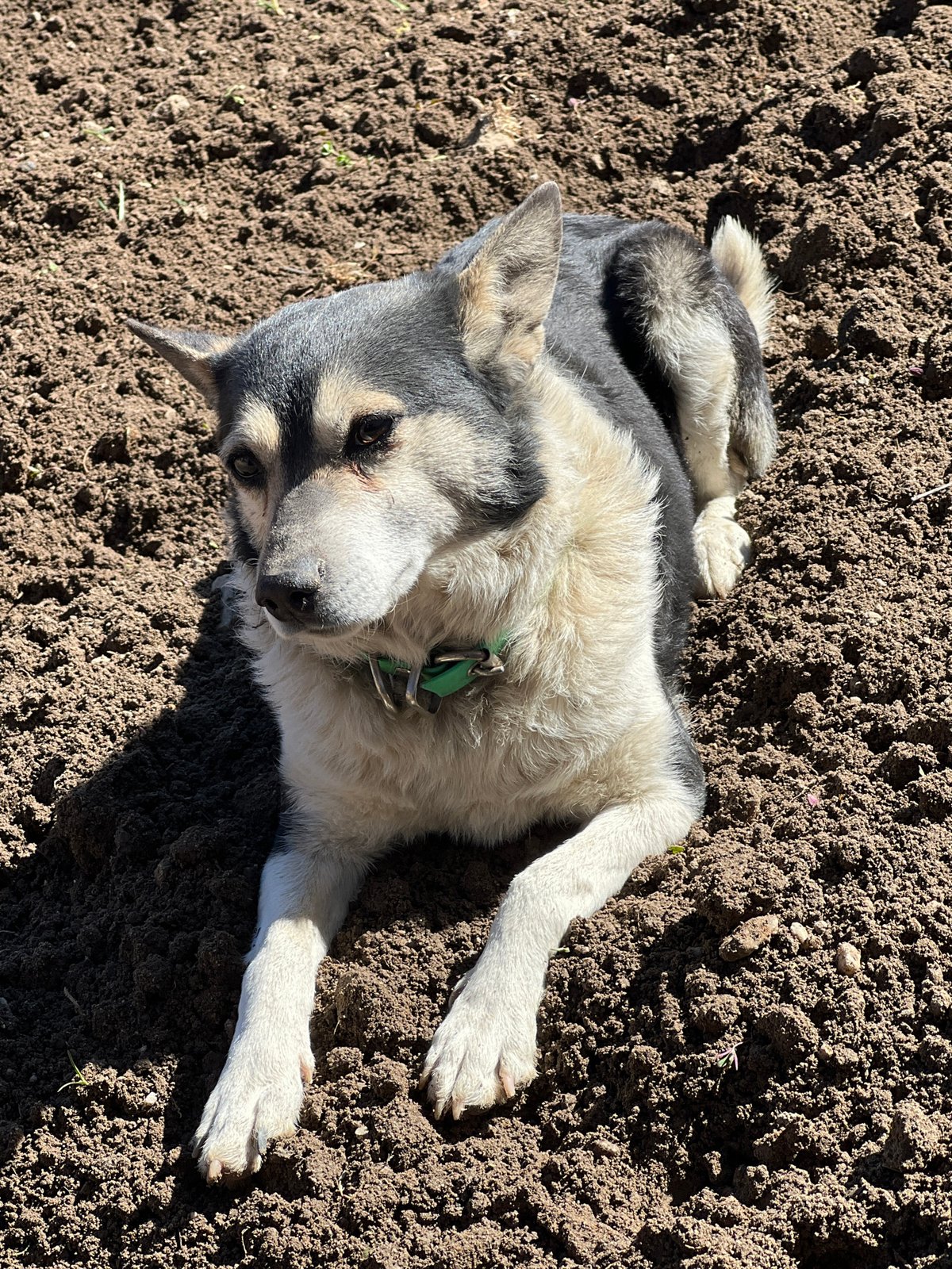 Dog with green collar rests on tilled soil in Bulgarian village