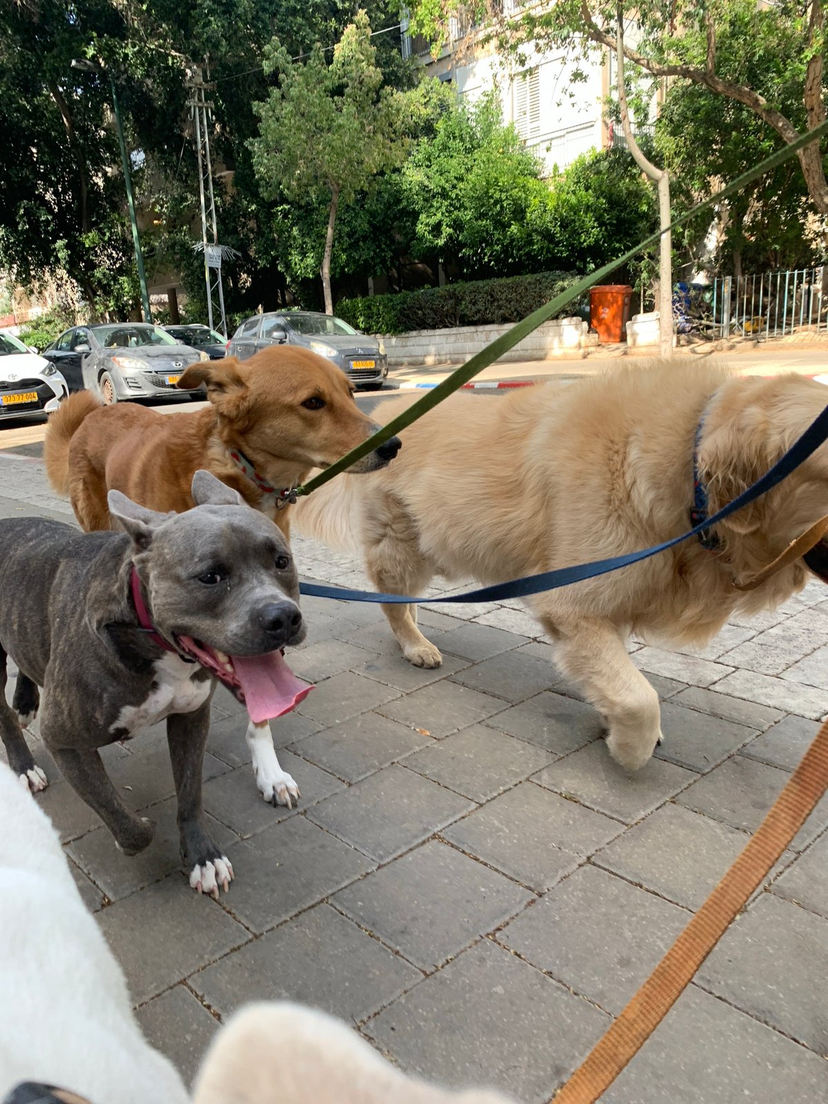 Dogs walked on Tel Aviv streets during midday hours