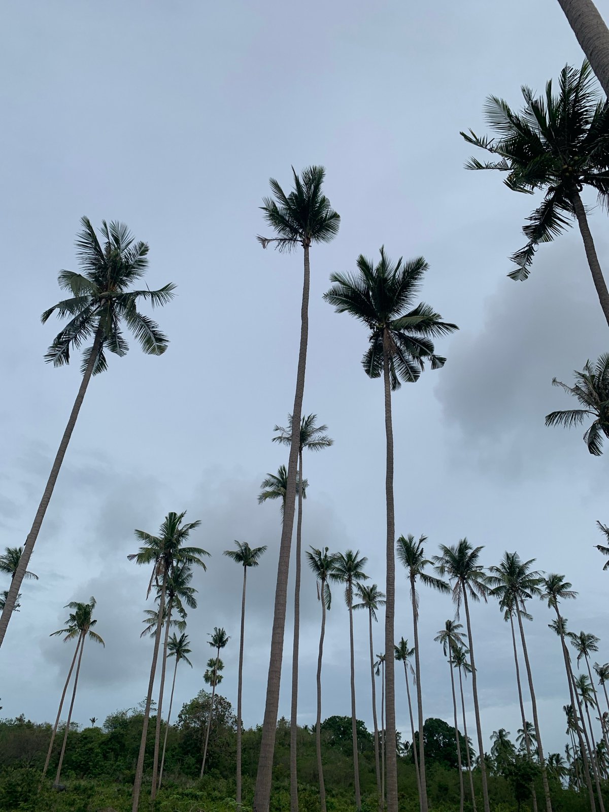 Water buffalo and palm trees under overcast skies, Ko Samui